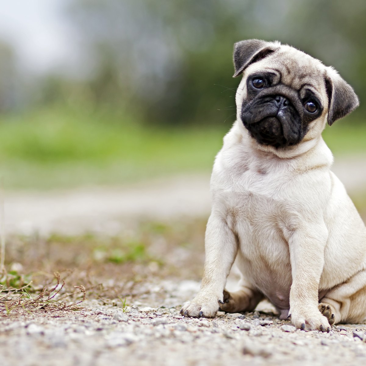 Pug misturado com bulldog frances Outlet