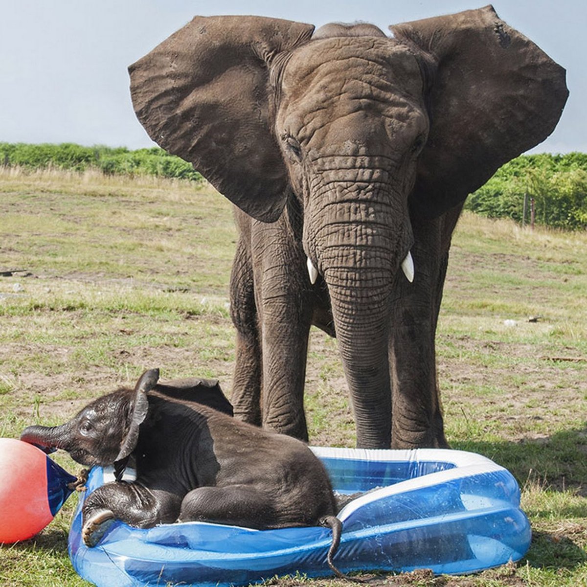 Bebe Elefante Se Diverte Em Piscina De Plastico Em Parque
