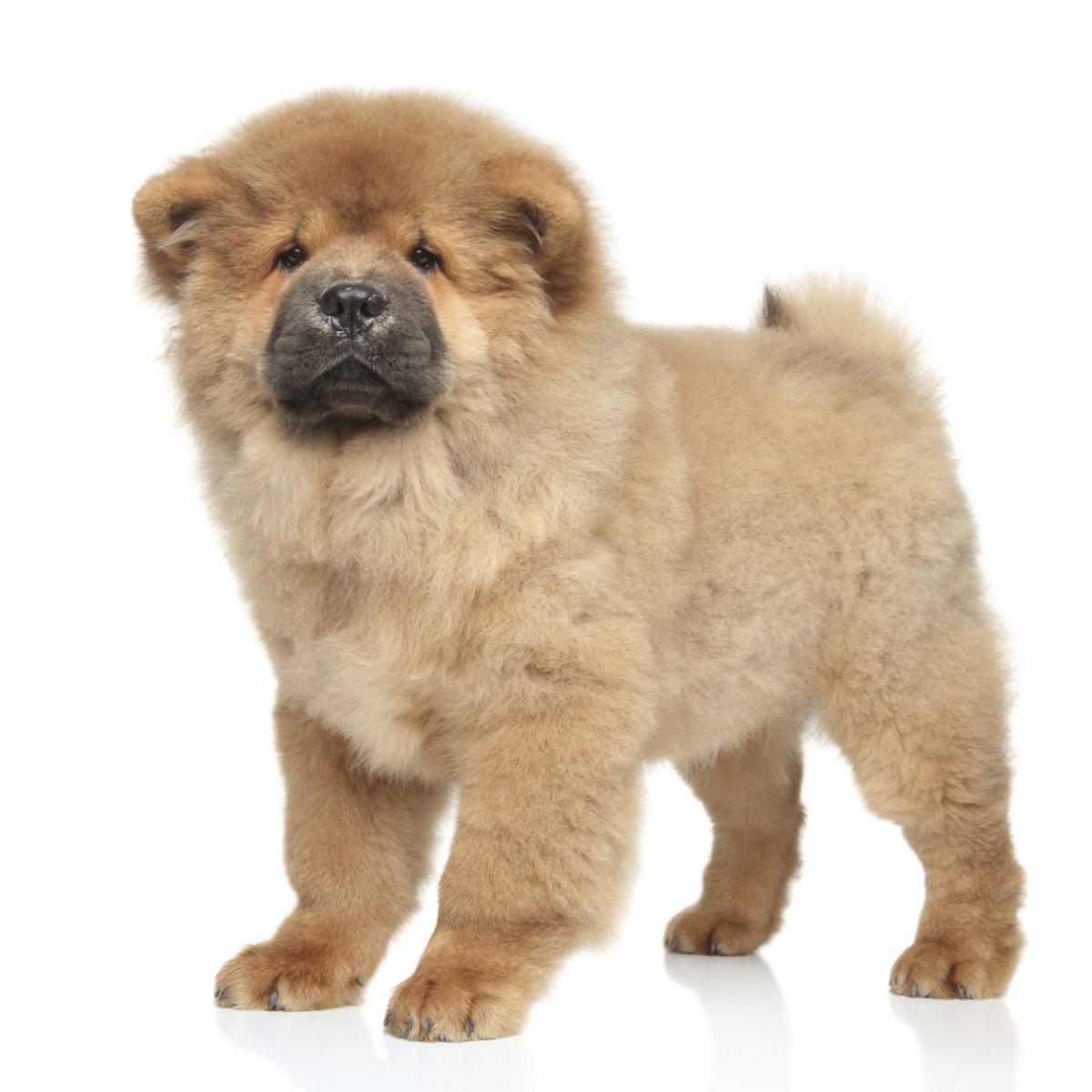 Chow chow é docil clearance