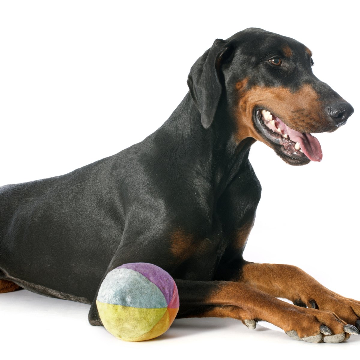 Doberman é docil