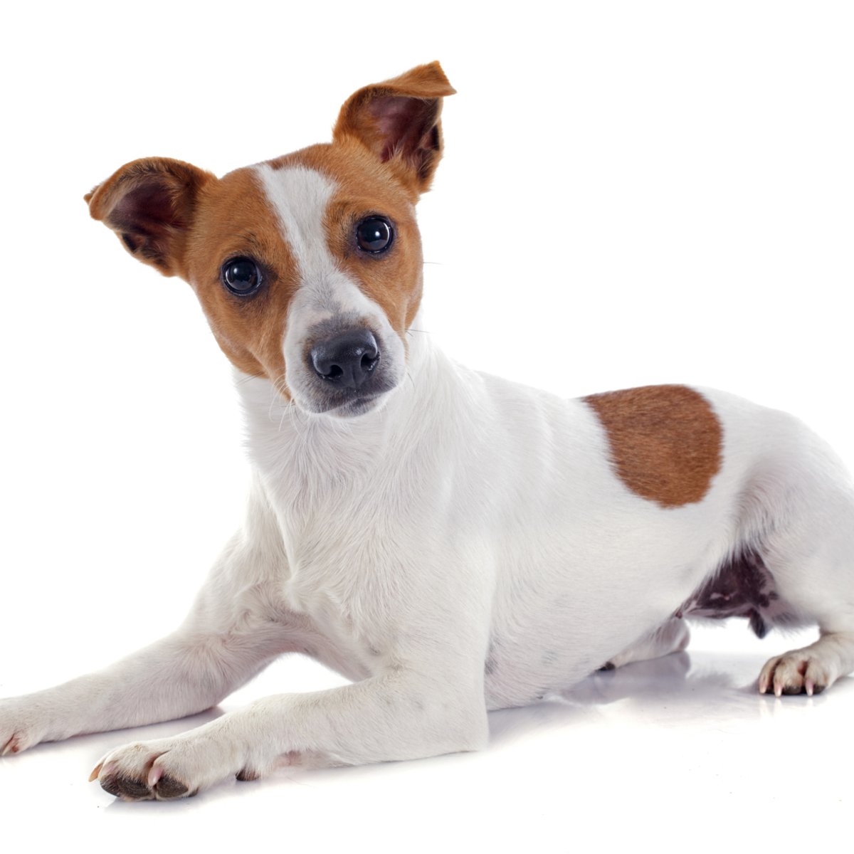 Fox Paulistinha ou Jack Russell Terrier 