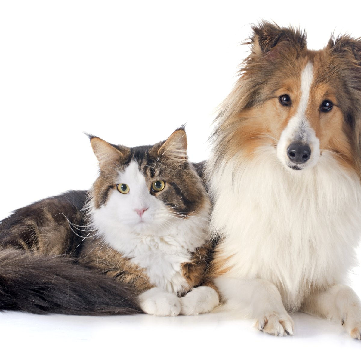 Cachorro ou gato: qual é o melhor para você?