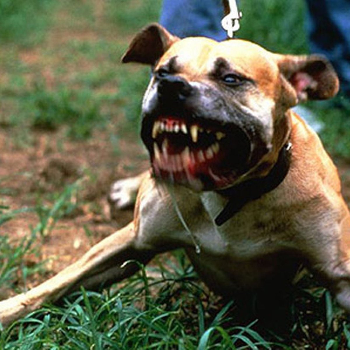Fotos de pitbull com raiva Clearance