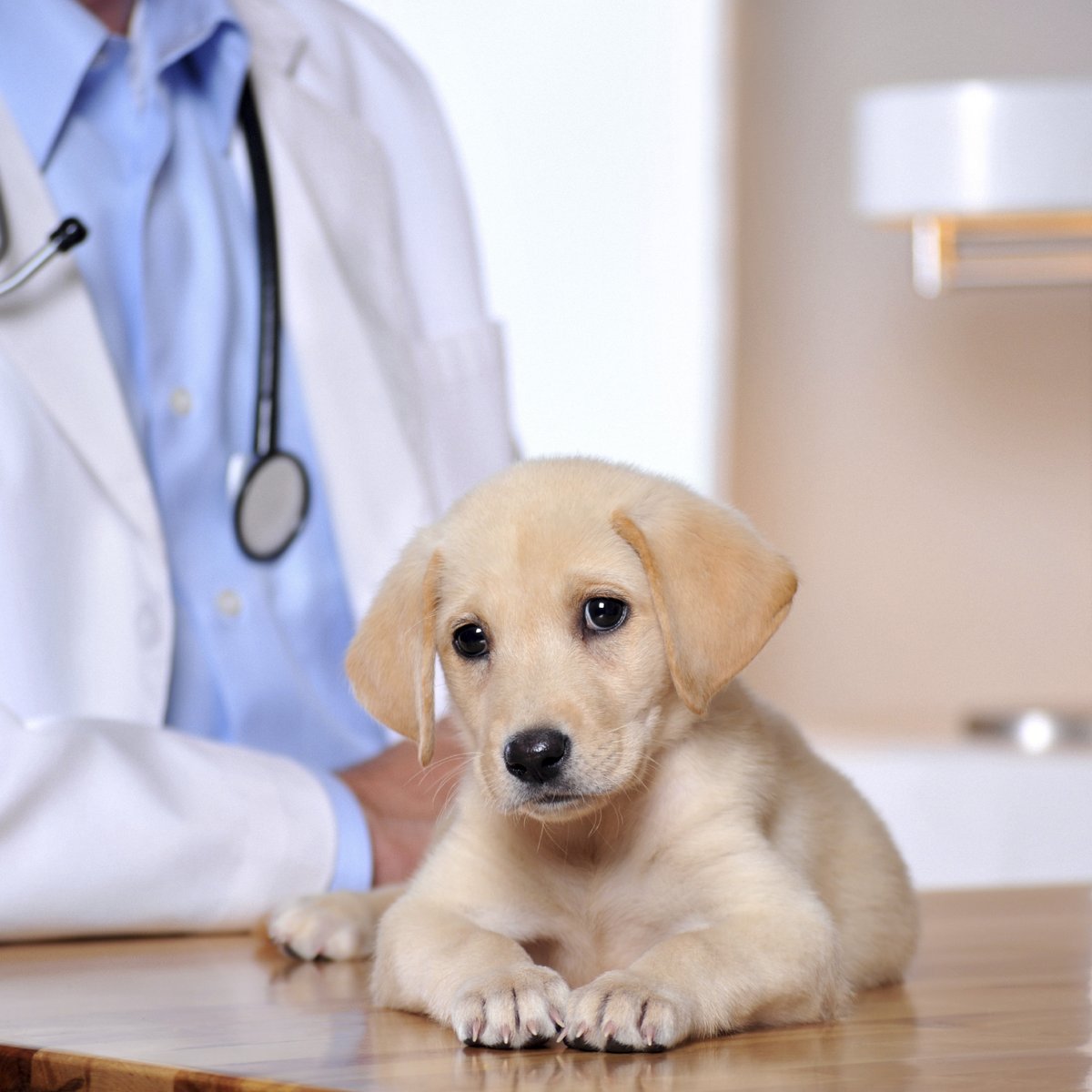 Vacinação e vermifugação de filhotes de cães Clearance