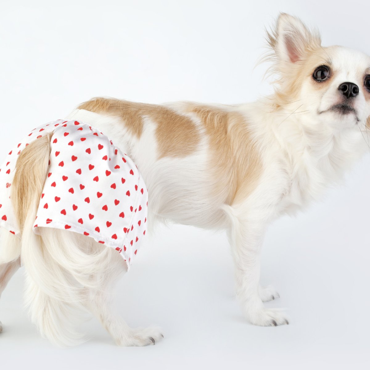 Cachorra tem colica menstrual