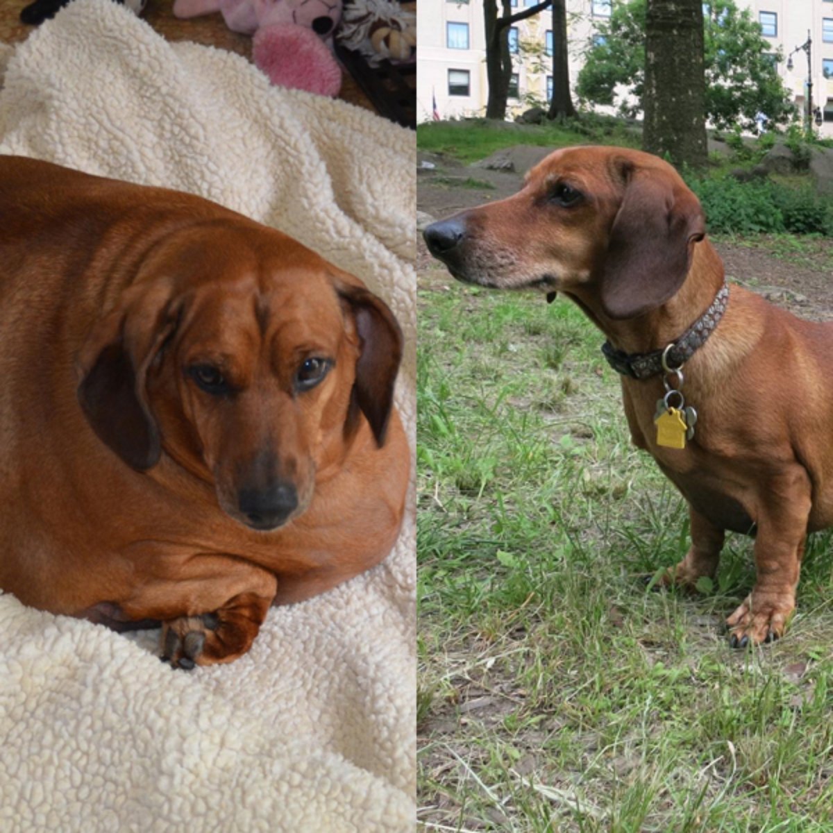 Cachorro obeso perde 20 kg Clearance