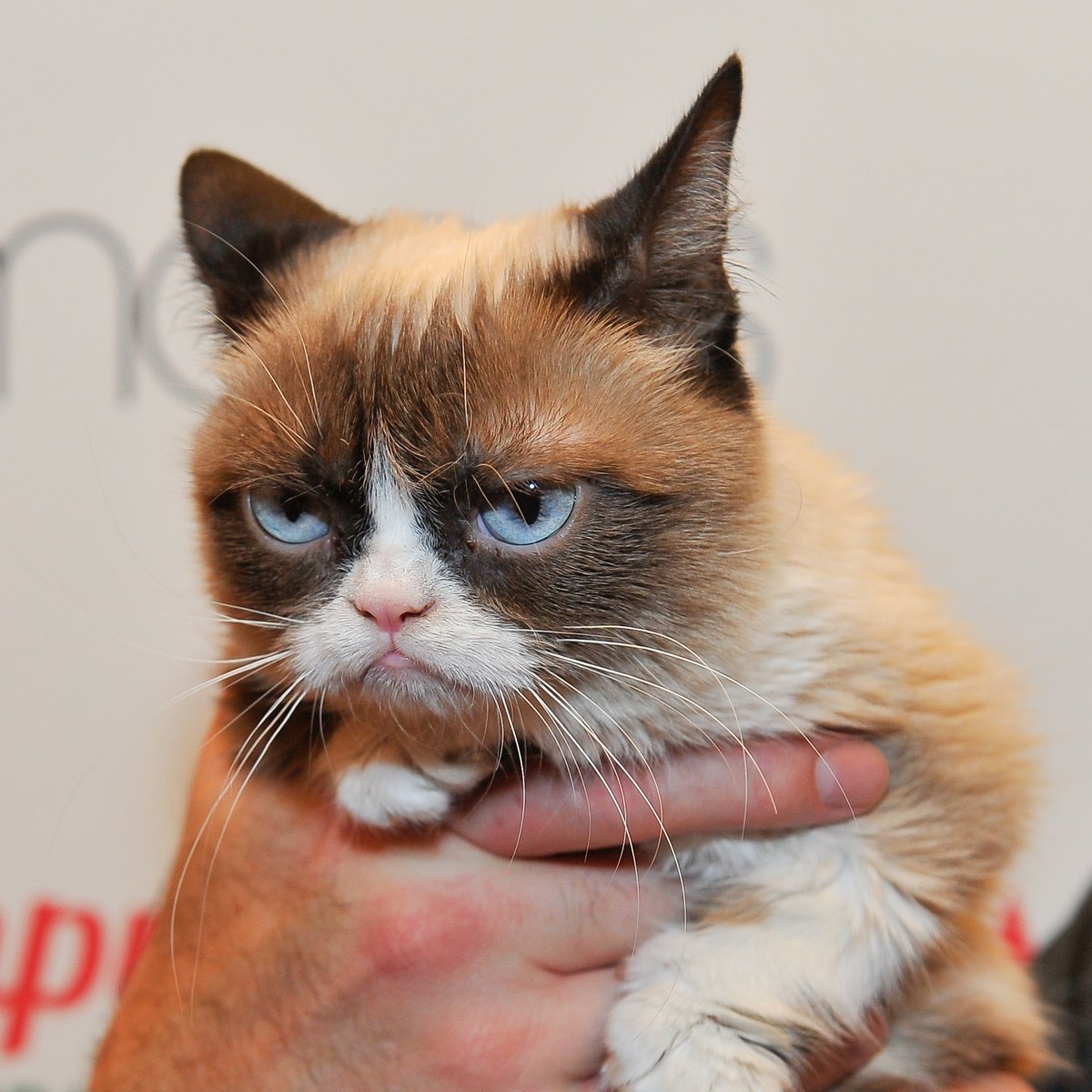 Gato Siames Gato Raquete De Neve Gato Mal Humorado Um Livro