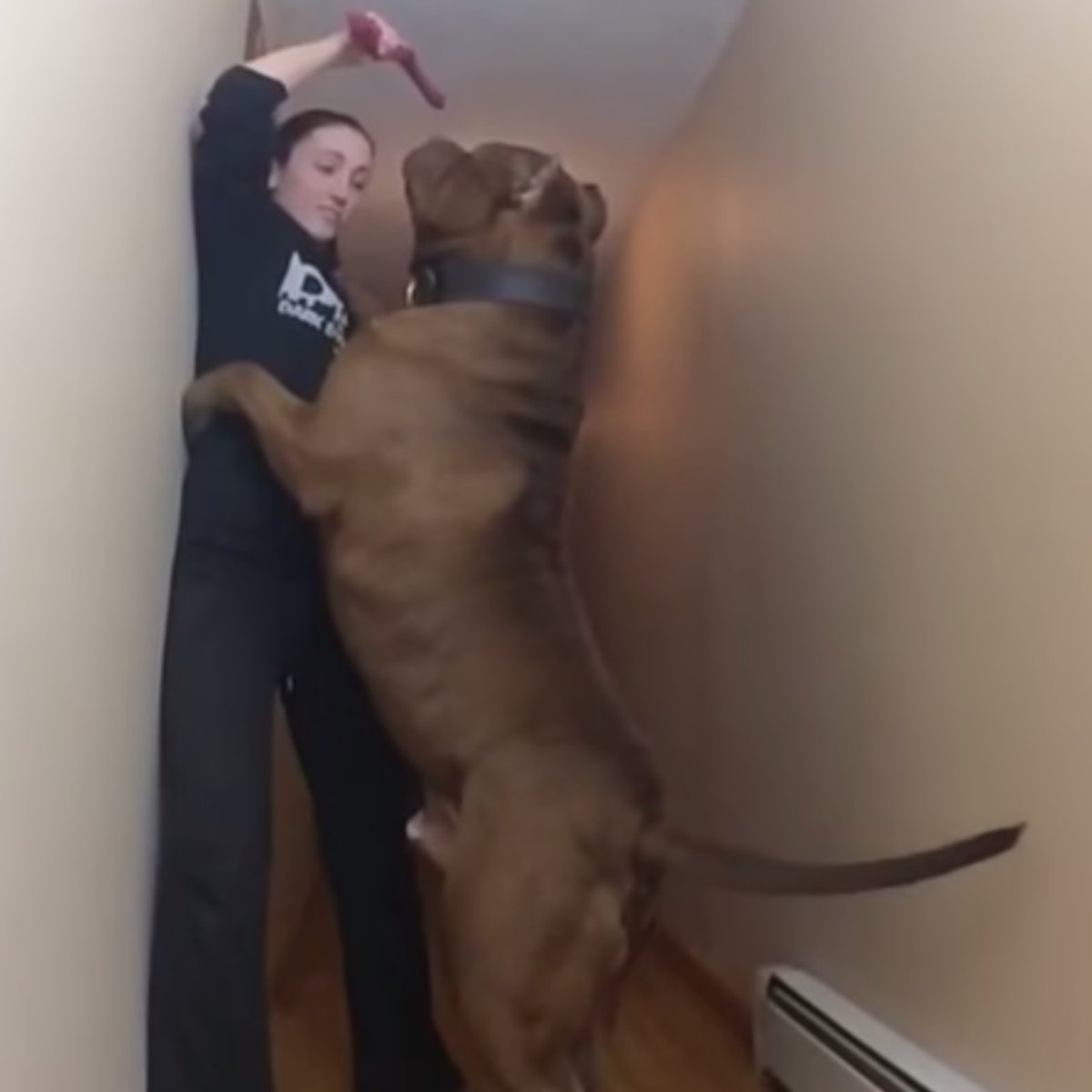 O Maior Pitbull Do Mundo Video Mostra Cao De 78 Kg Conheça o maior pitbull do mundo подробнее. o maior pitbull do mundo video mostra