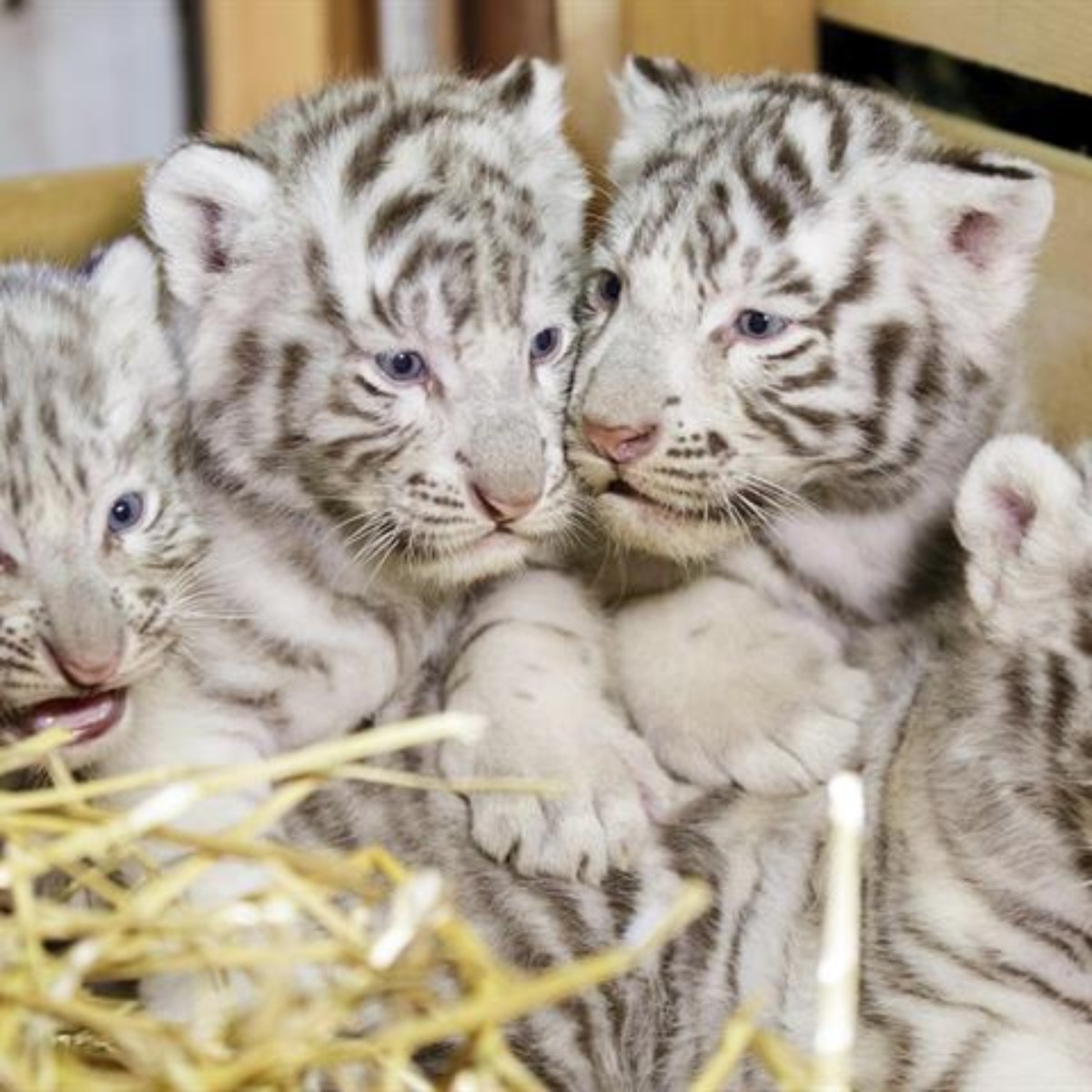 Zoo Da Austria Apresenta Quatro Filhotes De Tigre Branco O tigre de bengala branco mora em áreas gramíneas ou pantanosas e florestas onde eles podem ser bem. apresenta quatro filhotes de tigre branco