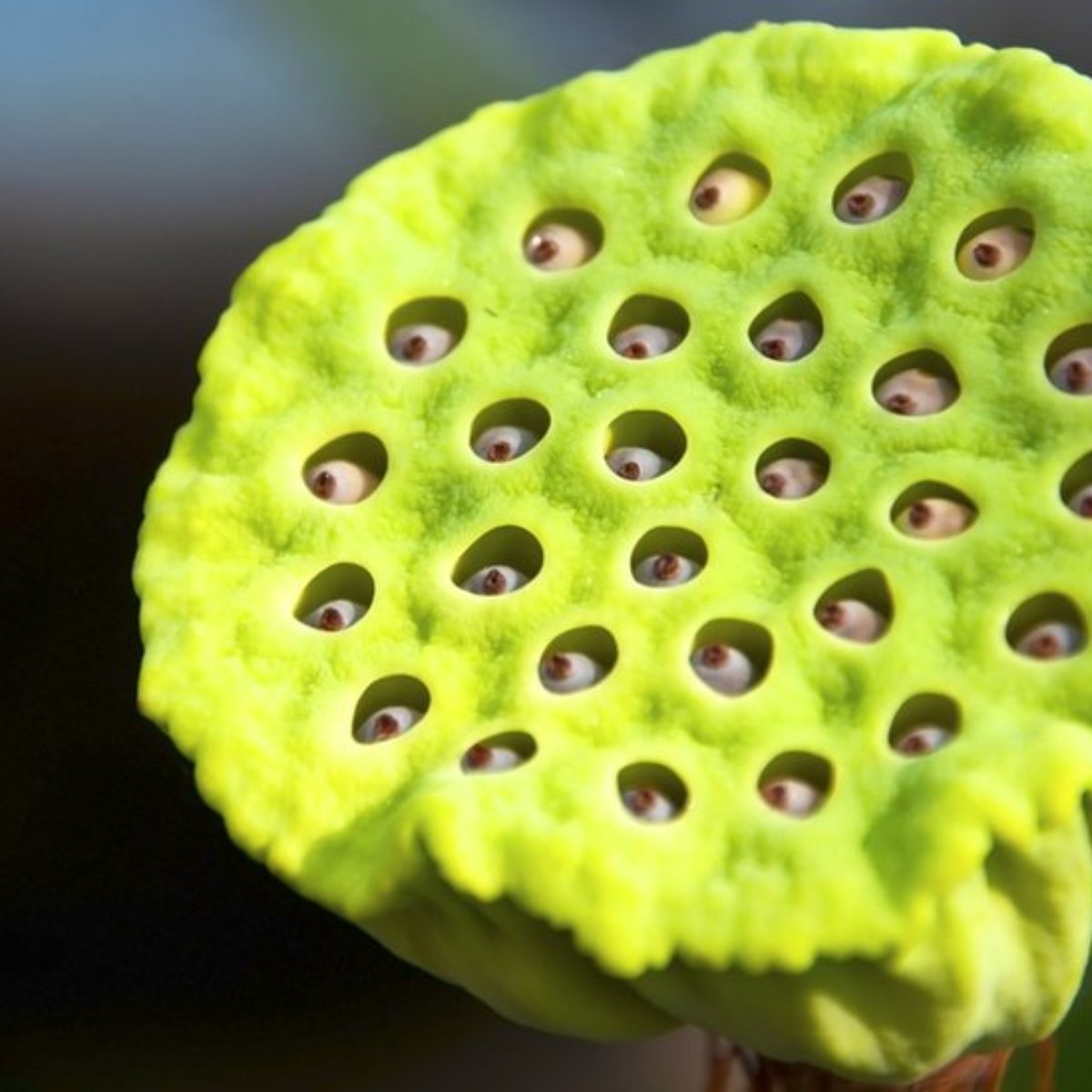 Por Que Algumas Pessoas Nao Conseguem Olhar Para Esta Flor De Lotus