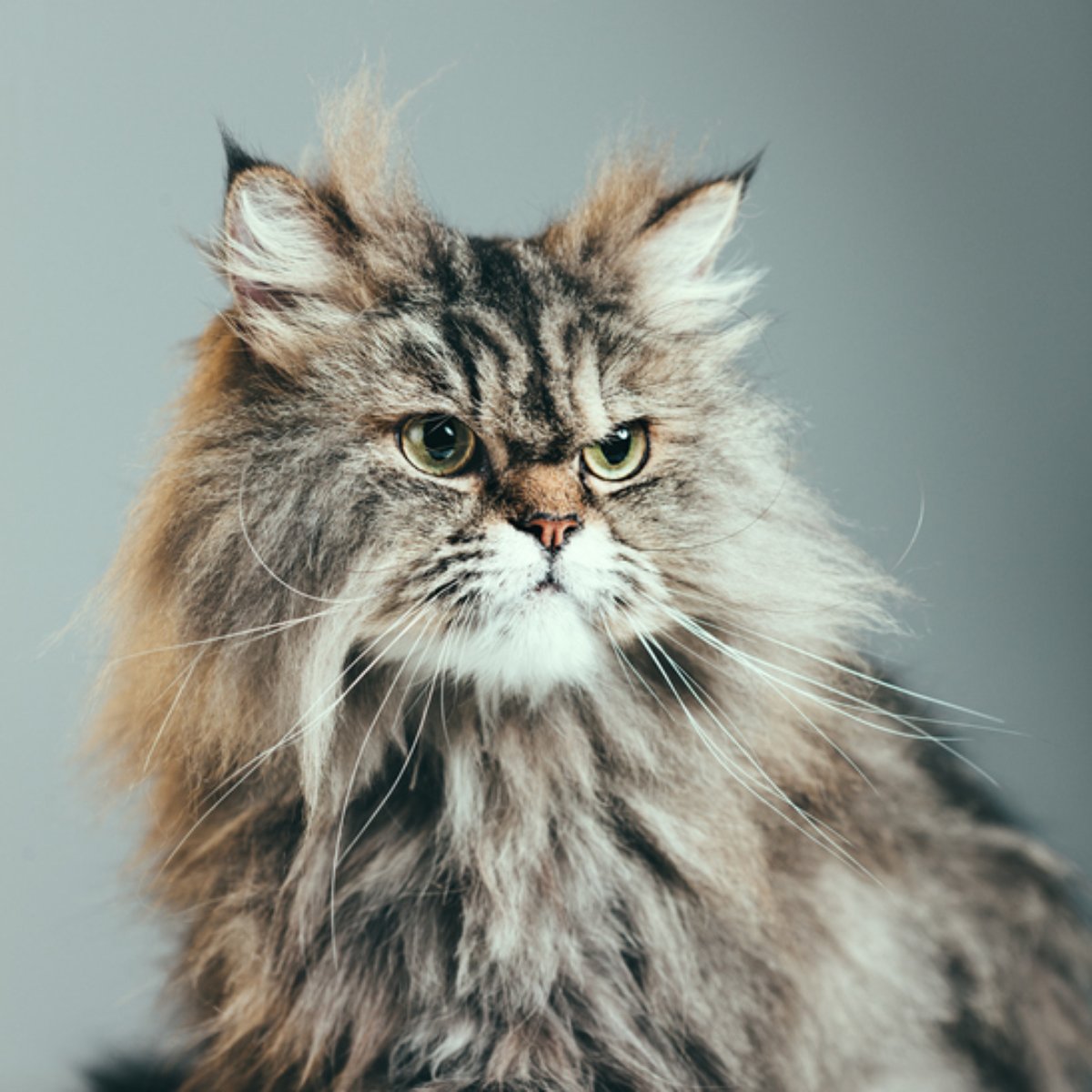 Voce Sabia Por Que Os Gatos Ronronam
