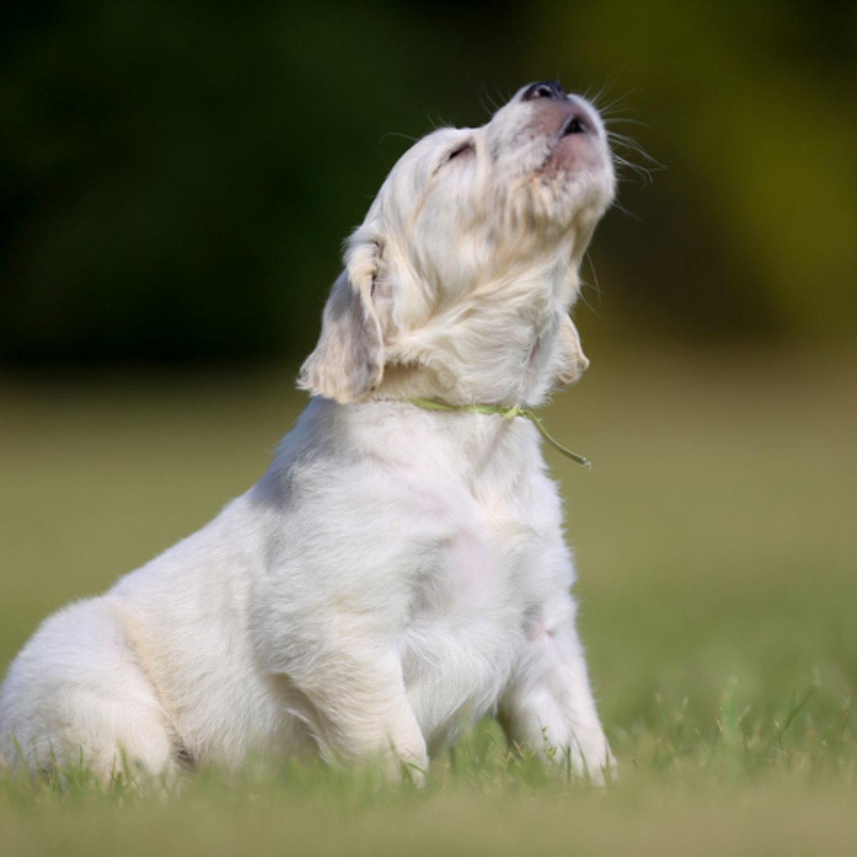 Por que os cães uivam?
