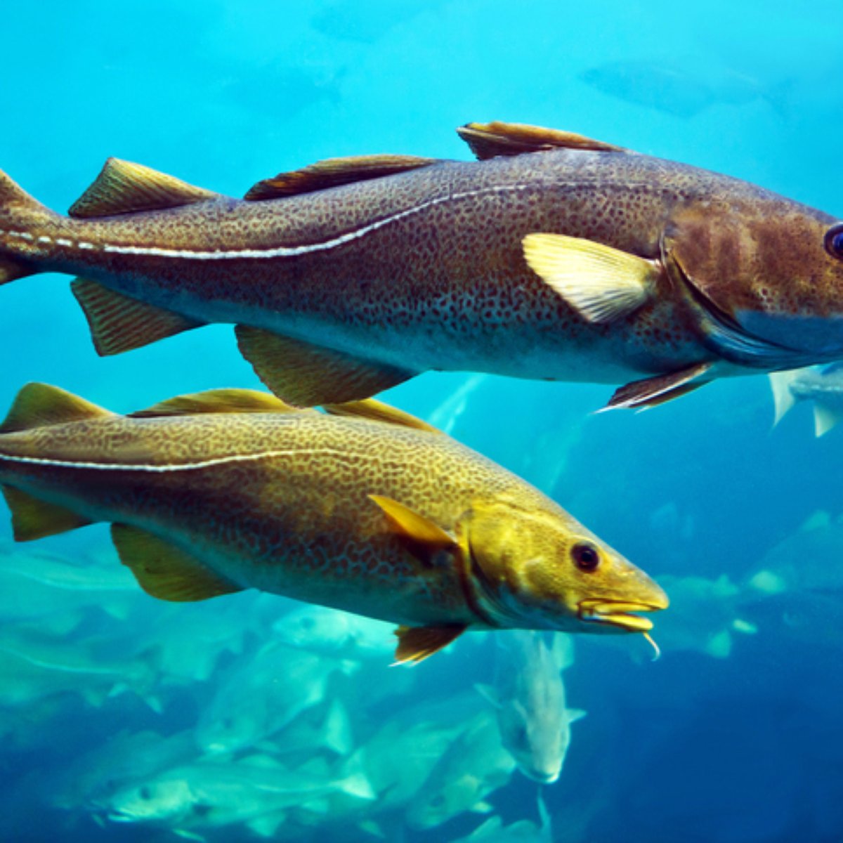 Por Que Ninguem Conhece A Cabeca Do Bacalhau Dizem que para ver a cabeca do bacalhau so indo na noruega.estamos quebrando essa regra.aqui esta em primeira mao a cabeca do bacalhau. do bacalhau