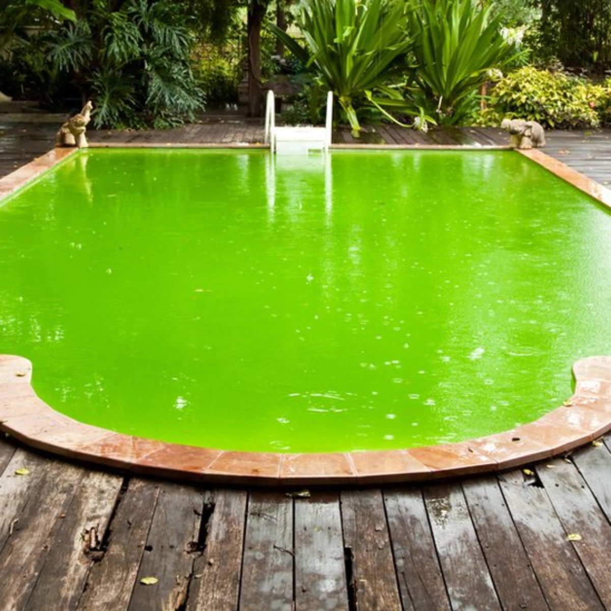 Os Riscos Do Mergulho Em Piscinas Mal Cuidadas E Como Se Proteger