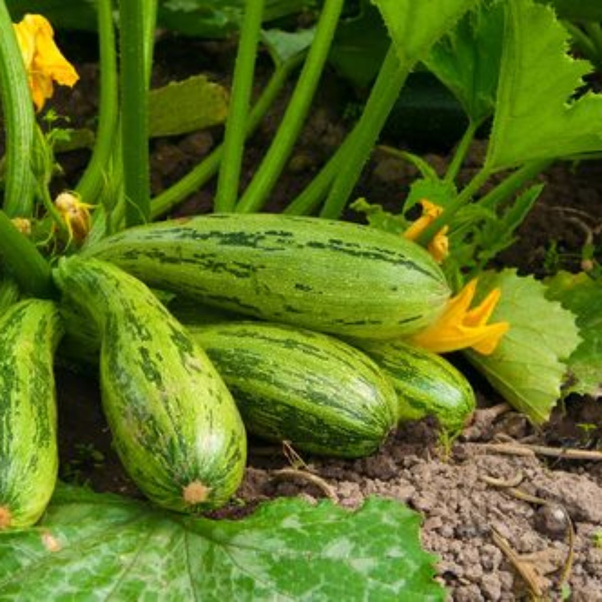 Vegetais Low Carb Confira As Melhores Opções Para A Sua Dieta