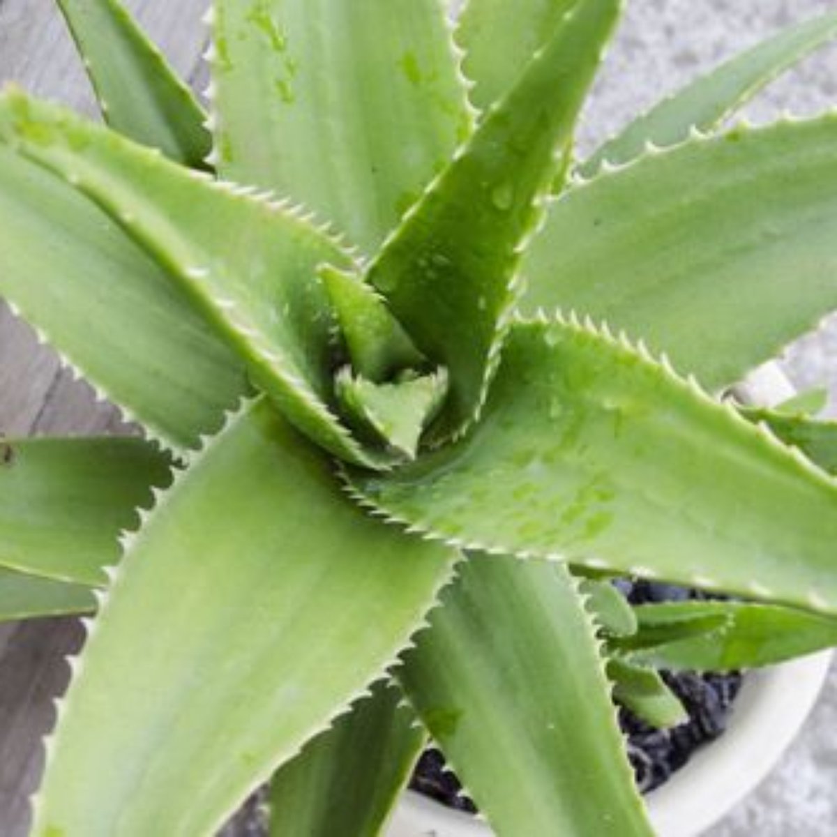 Aloe Vera E Babosa São A Mesma Coisa Cha De Babosa Descubra Os Incriveis Beneficios Para A Saude