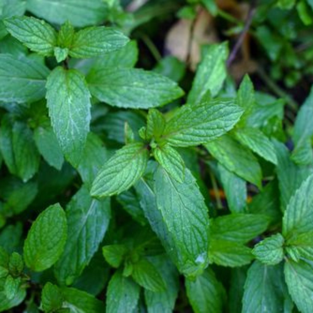 Hortela E A Menta Descubra Como Diferenciar As Duas Plantas