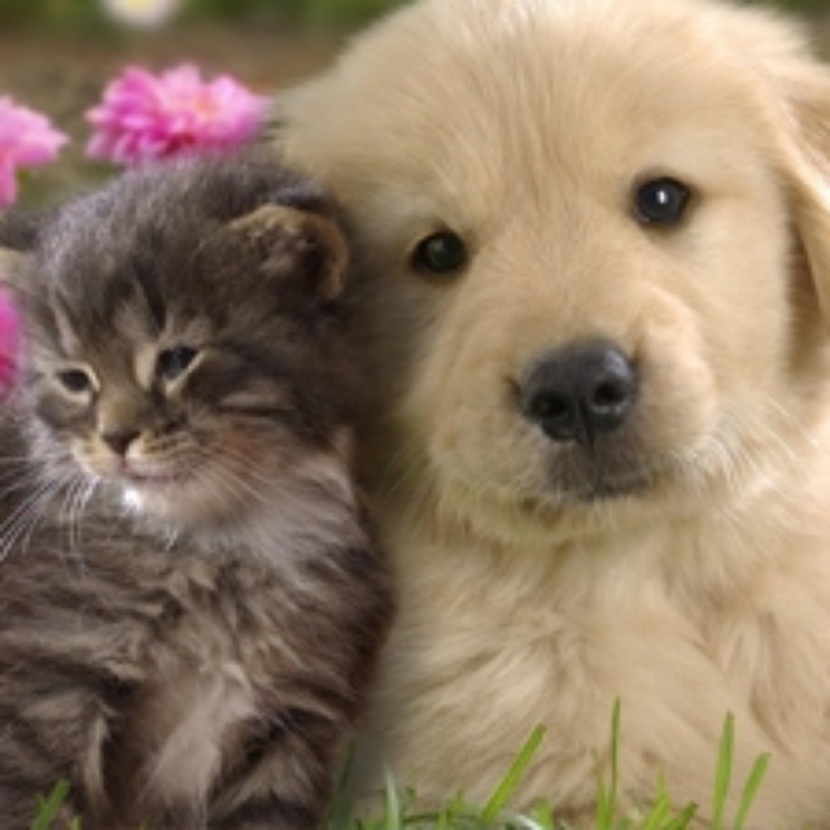 Imortais Exaltavam A Defesa Dos Direitos Dos Animais