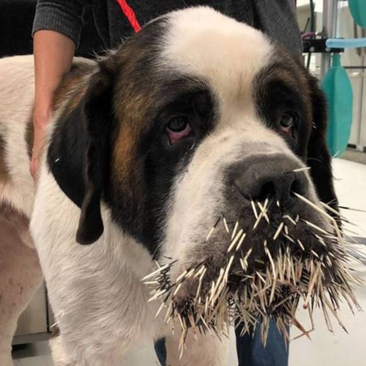 Cachorro mordeu porco espinho Clearance