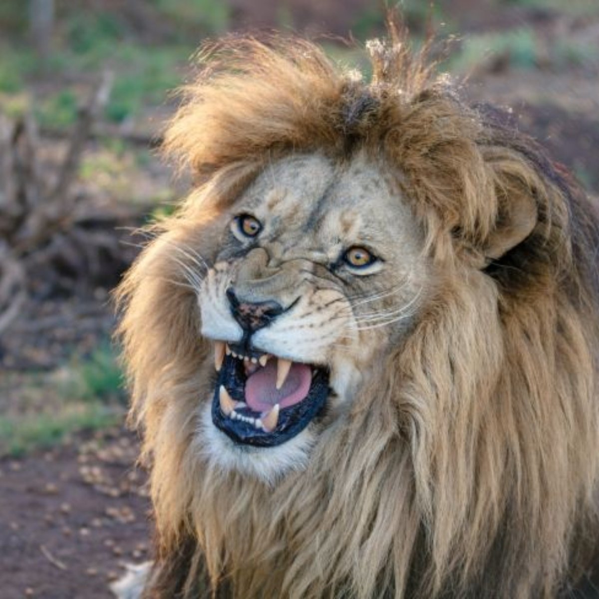 As 20 Caracteristicas Mais Marcantes Do Signo De Leao A terrível fera não podia ser morta por um homem normal por ter couro de material impenetrável para mortais (humanos). mais marcantes do signo de