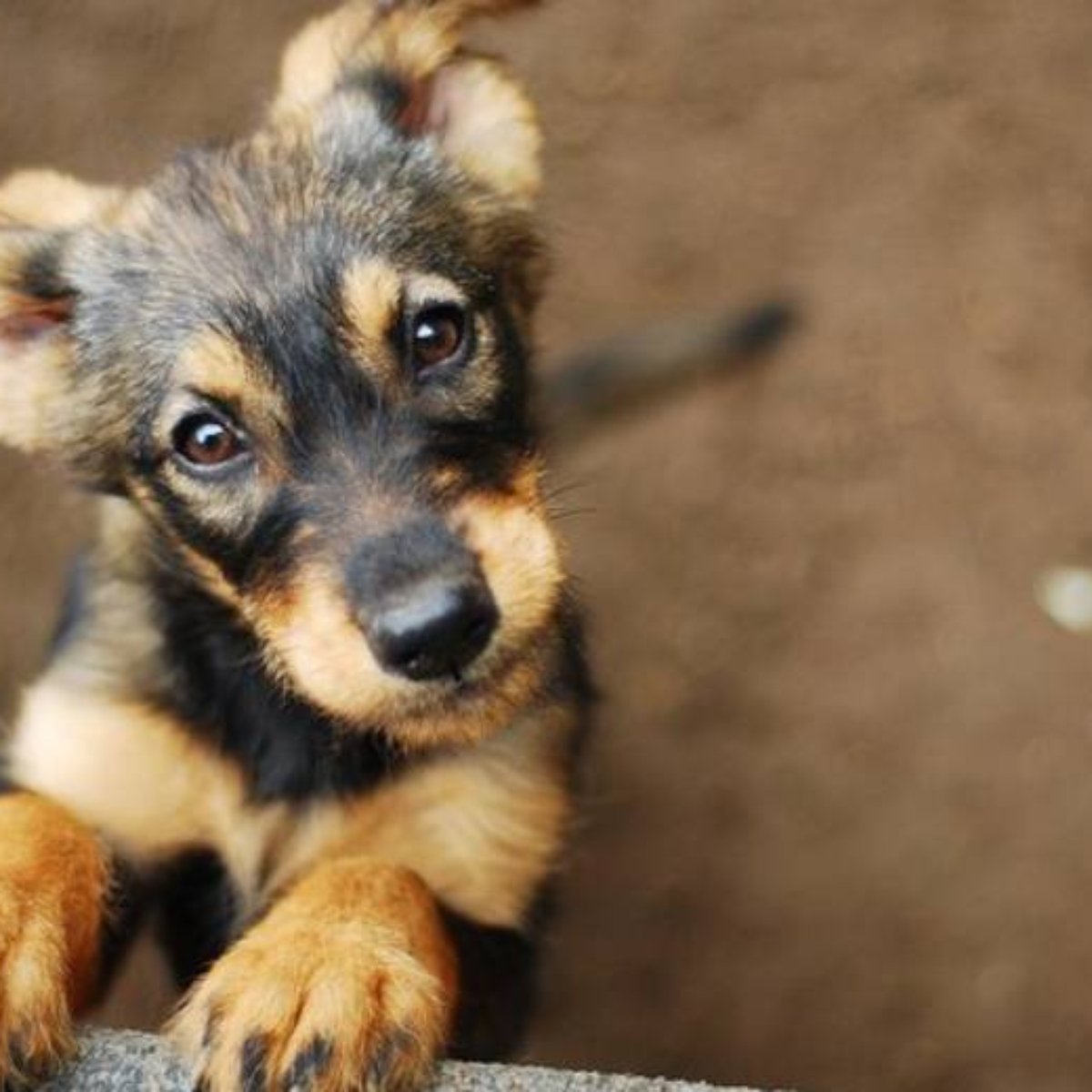 Quero um cachorro de doação
