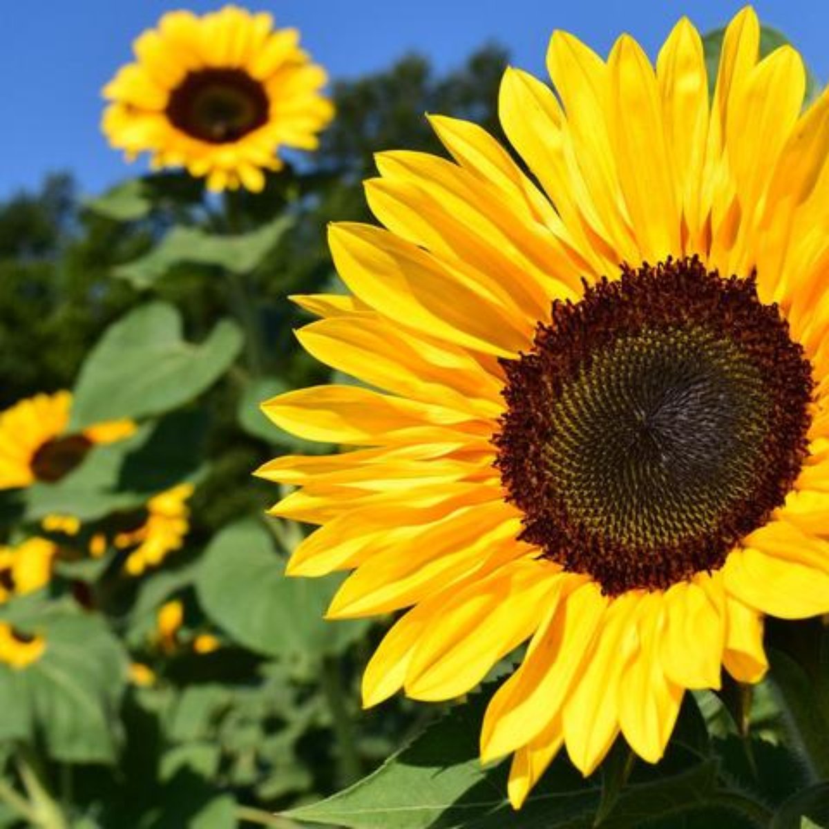 Conheca As Plantas Regidas Pelo Sol E Os Beneficios De Cada Uma Quanto ao protetor de tela, se você clicar em visualizar ao escolher o protetor, nada ocorre? conheca as plantas regidas pelo sol e