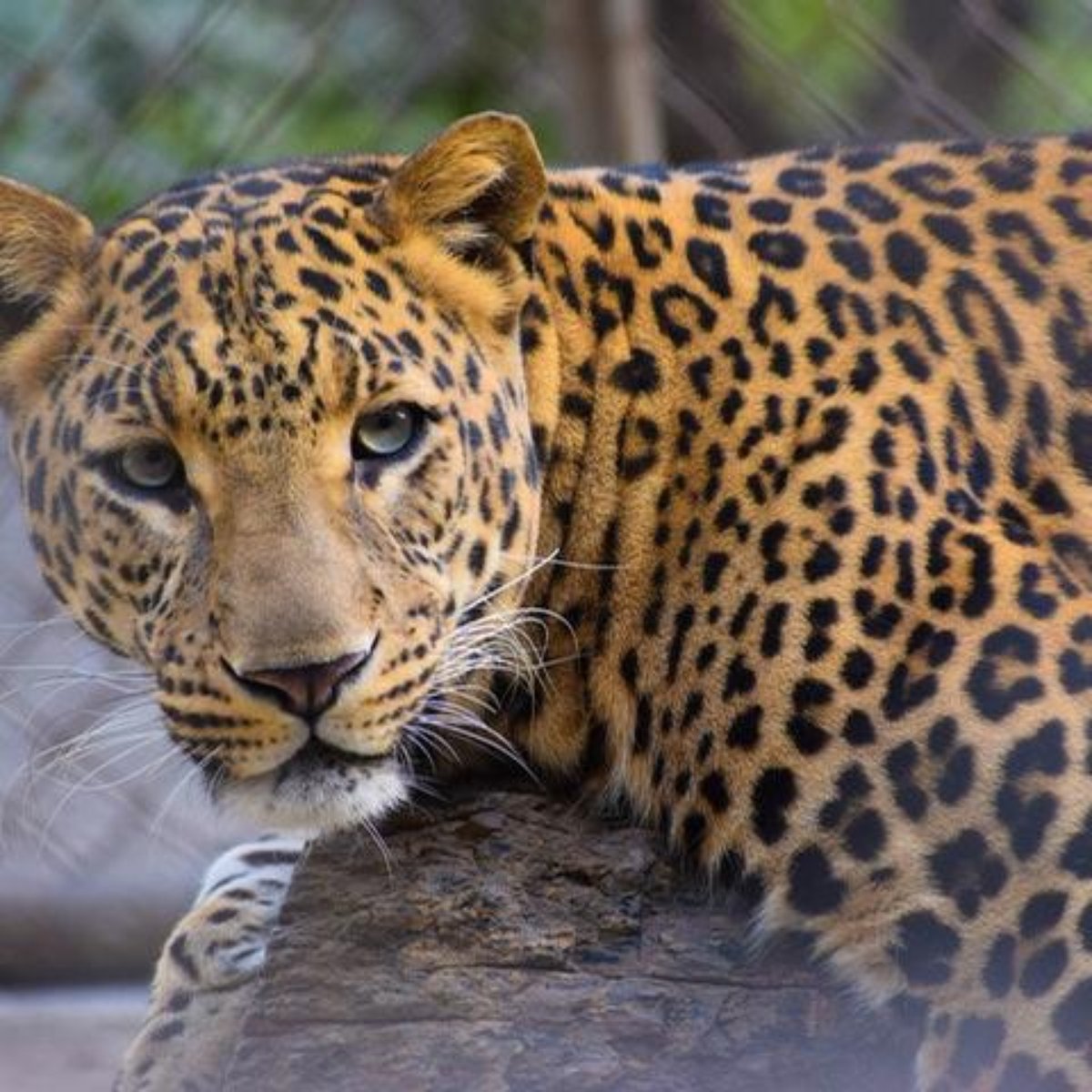 Entenda Os Possiveis Significados De Sonhar Com Onca Pintada