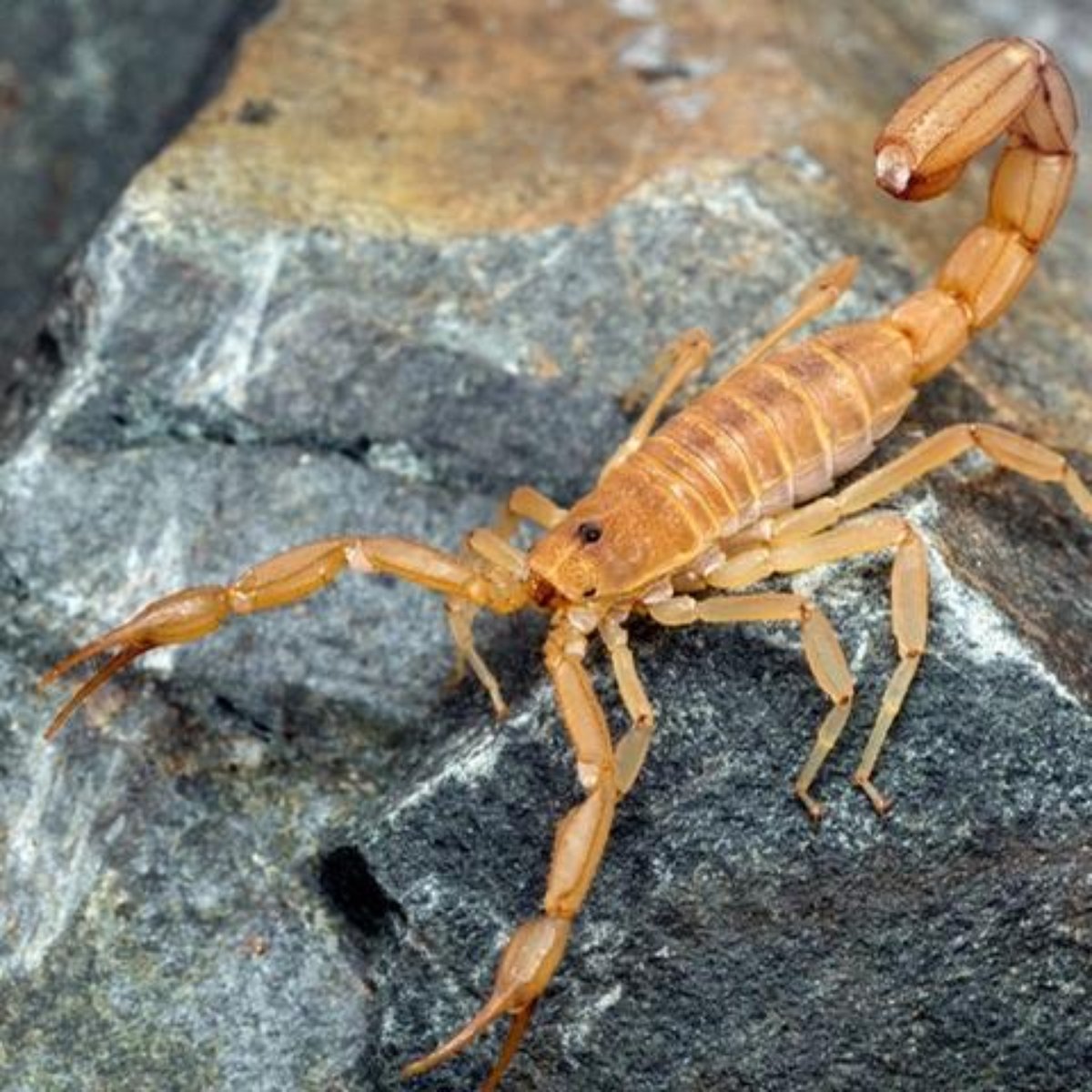 Sinal De Alerta Descubra O Que Significa Sonhar Com Escorpiao Um escorpiao em um sonho tambem representa um mordido e um inimigo de dentro da. descubra o que significa sonhar com