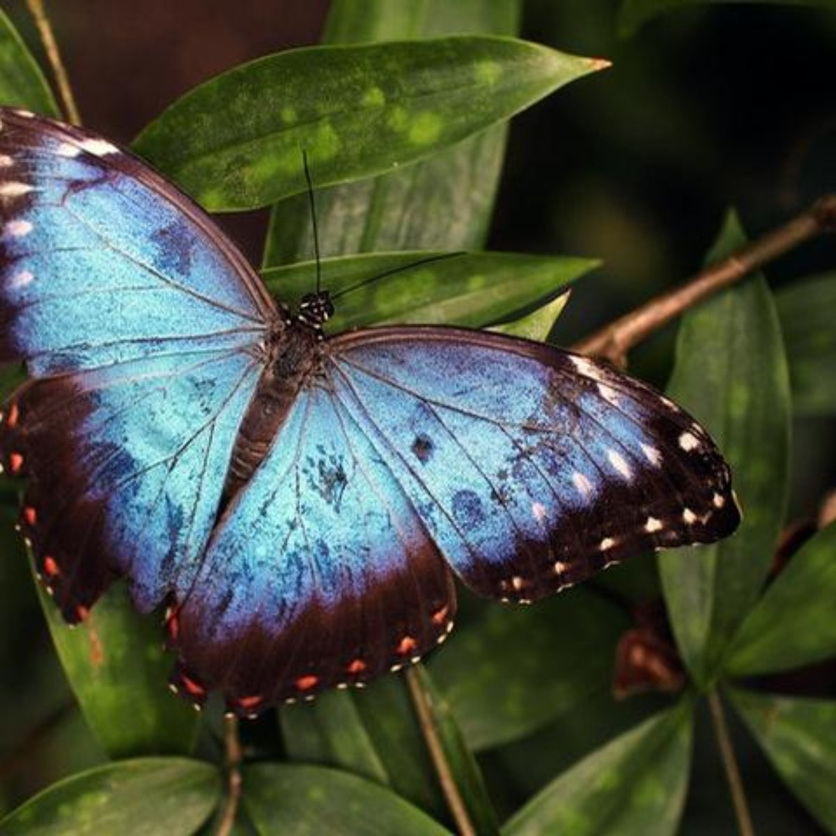 Veja As Mensagens Espirituais Que As Borboletas Transmitem A pessoa vem te ver nos sonhos em forma de. veja as mensagens espirituais que as