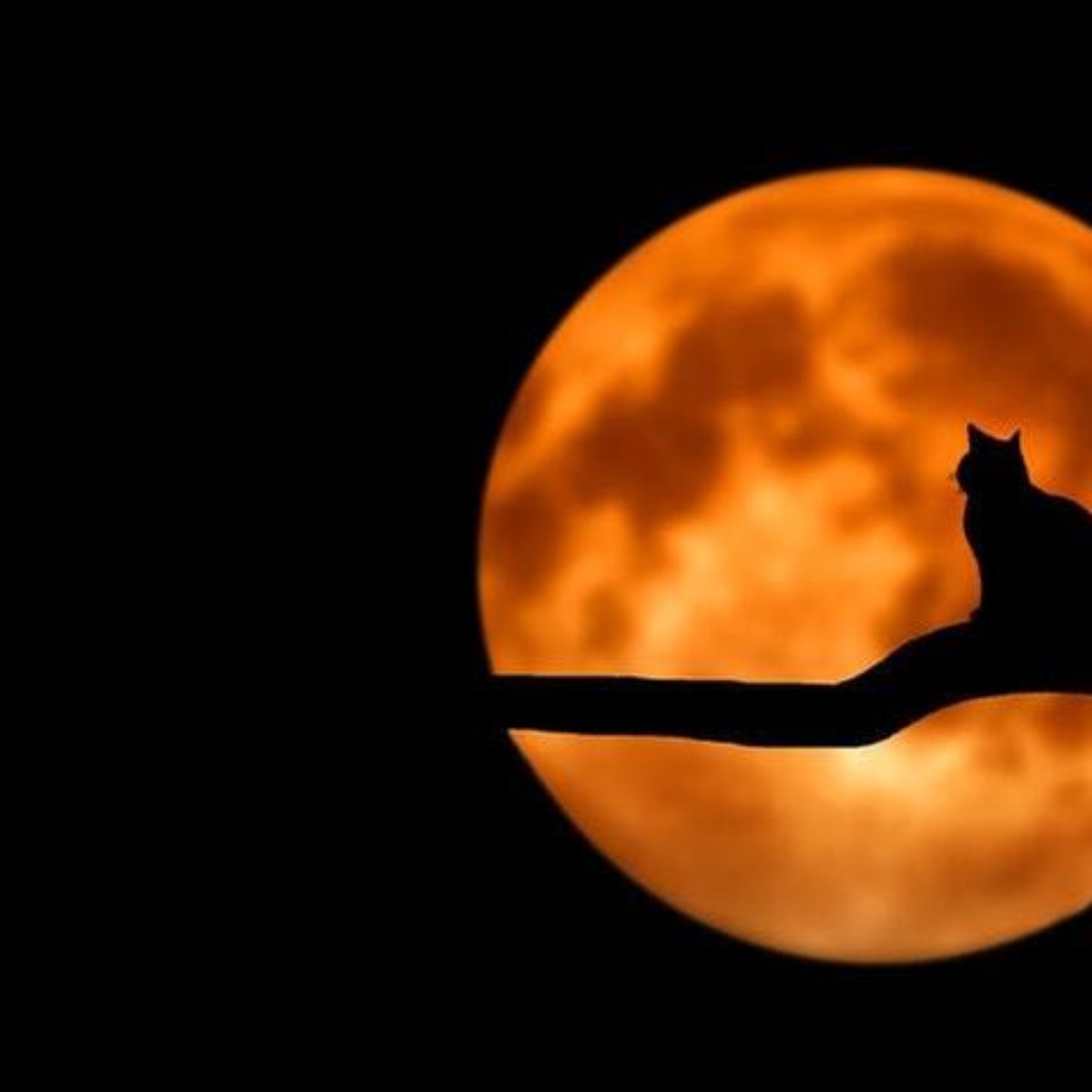 Fases Da Lua Saiba Como Aproveitar Cada Uma Delas