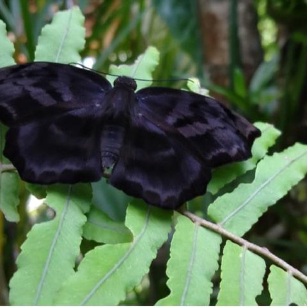Mariposa Mau Pressagio Ou Boa Sorte 227,712 likes · 247 talking about this. mariposa mau pressagio ou boa sorte