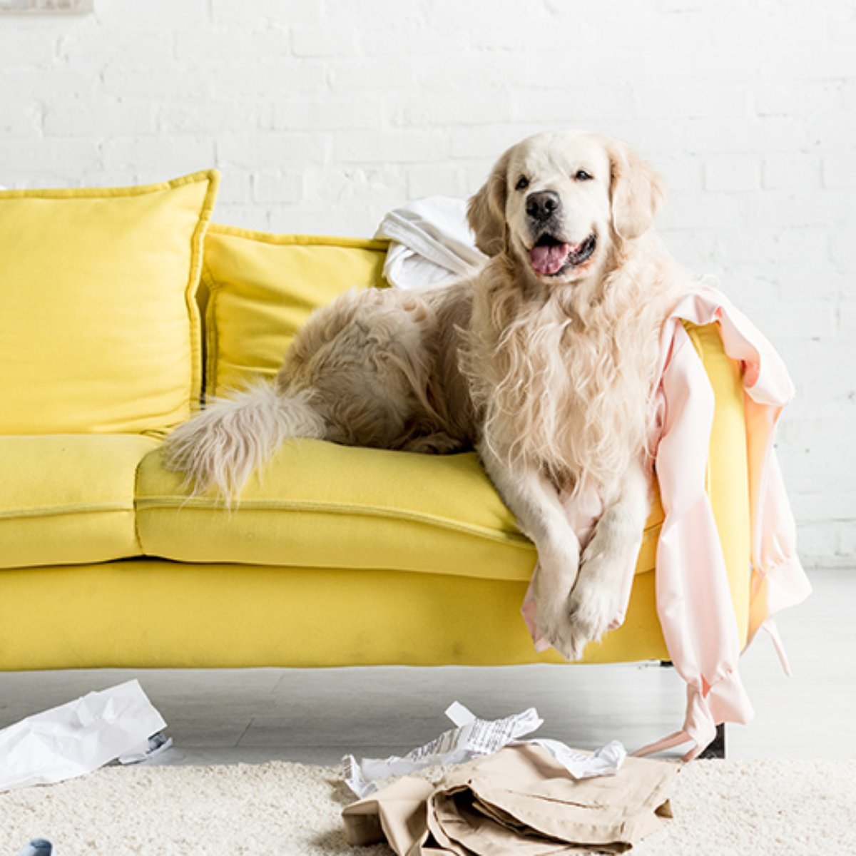 Cachorro bagunceiro: confira dicas de como educar seu pet