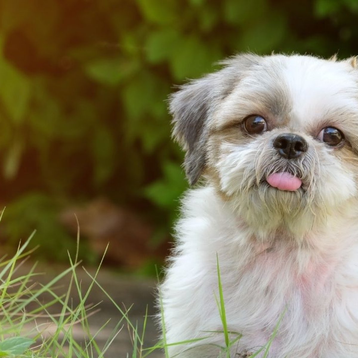 Descubra O Significado De Sonhar Com Cachorro