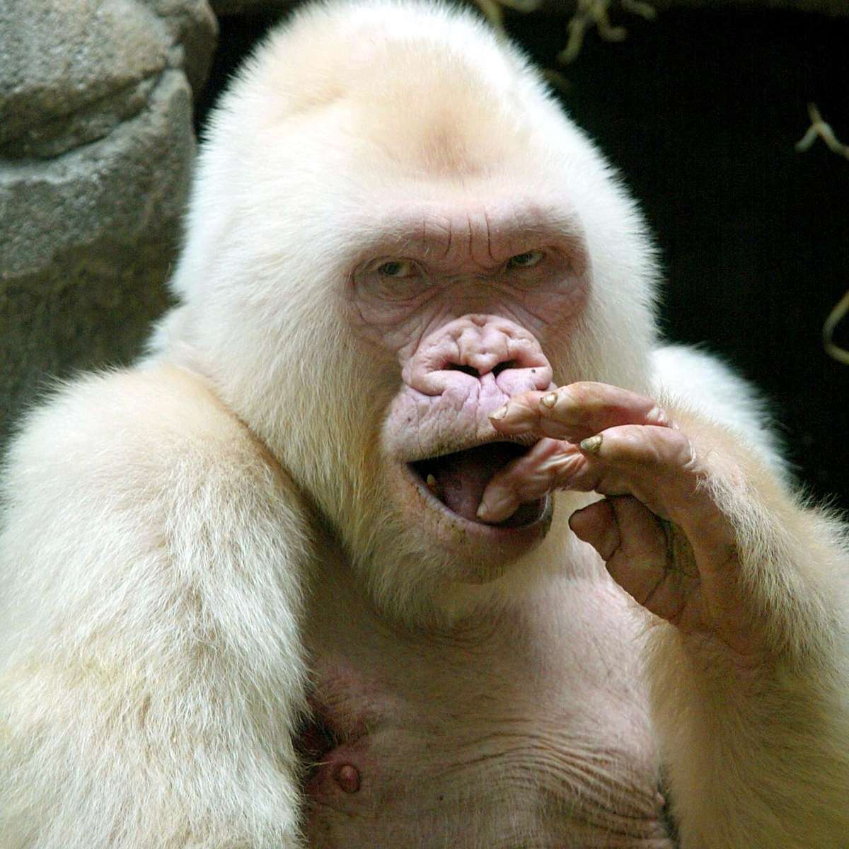 A breve vida do primeiro chimpanzé albino na natureza