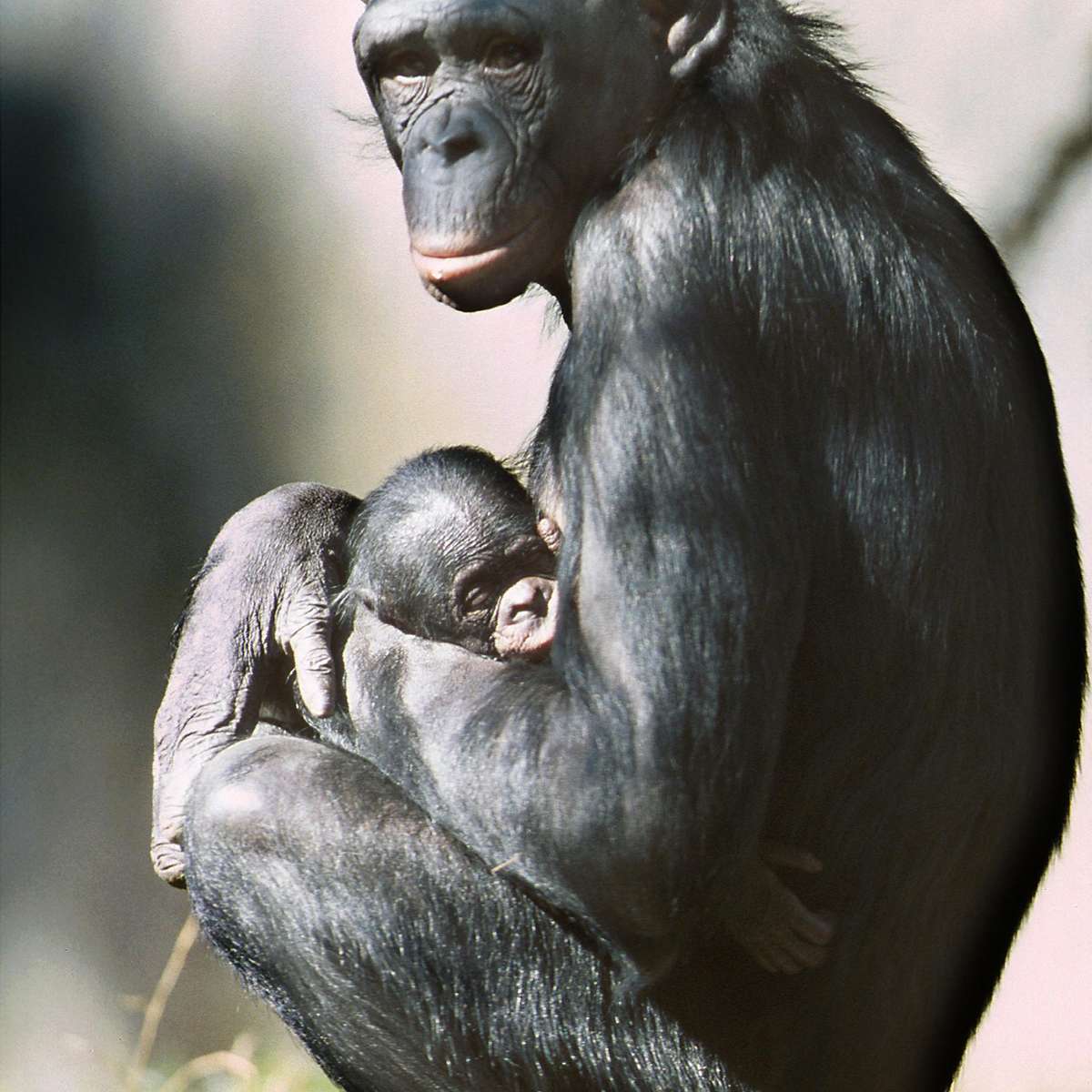 A vida sexual dos bonobos, os macacos 'feministas' - BBC News Brasil