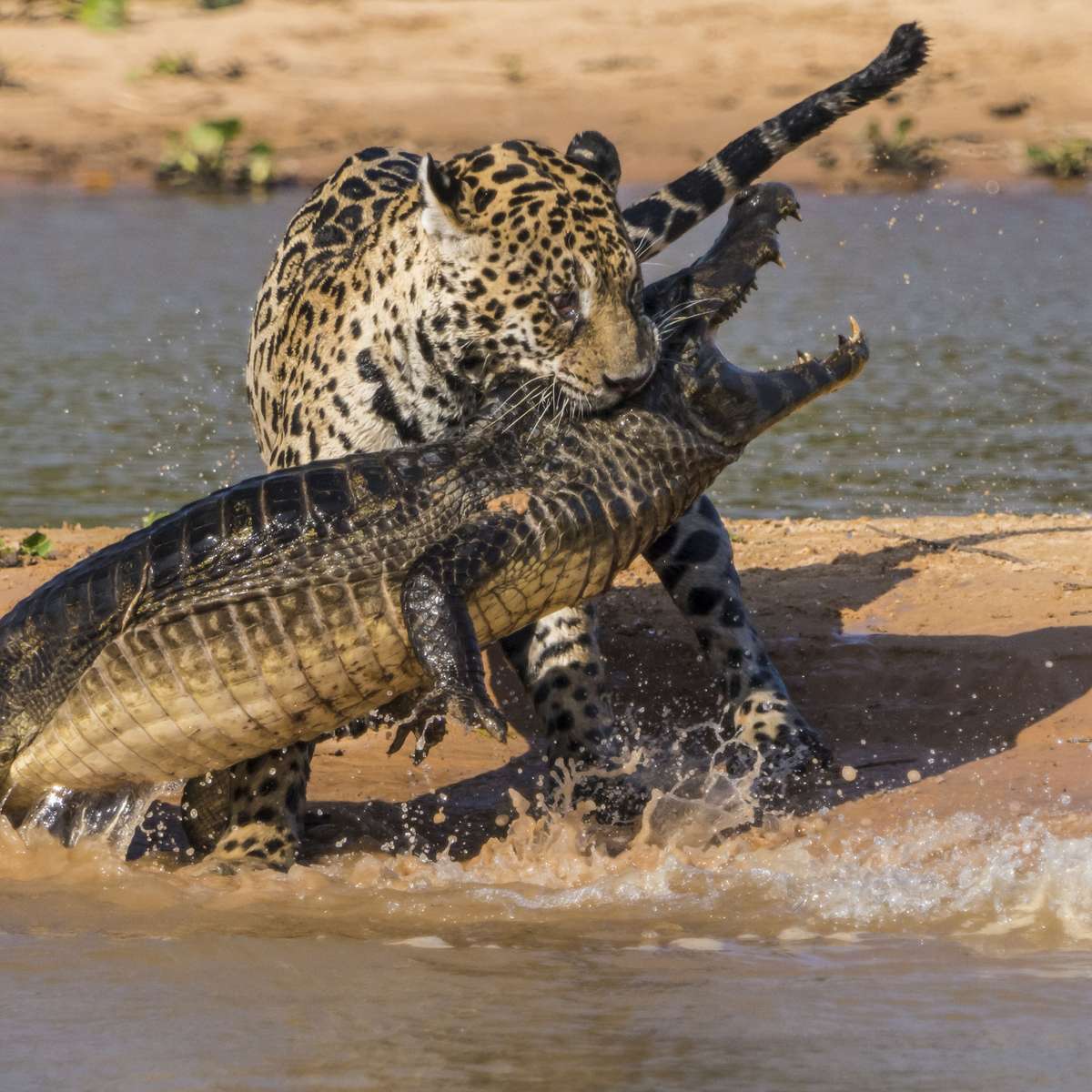 Mais macacos fofos o Safari esta tomando conta do pedaço a…