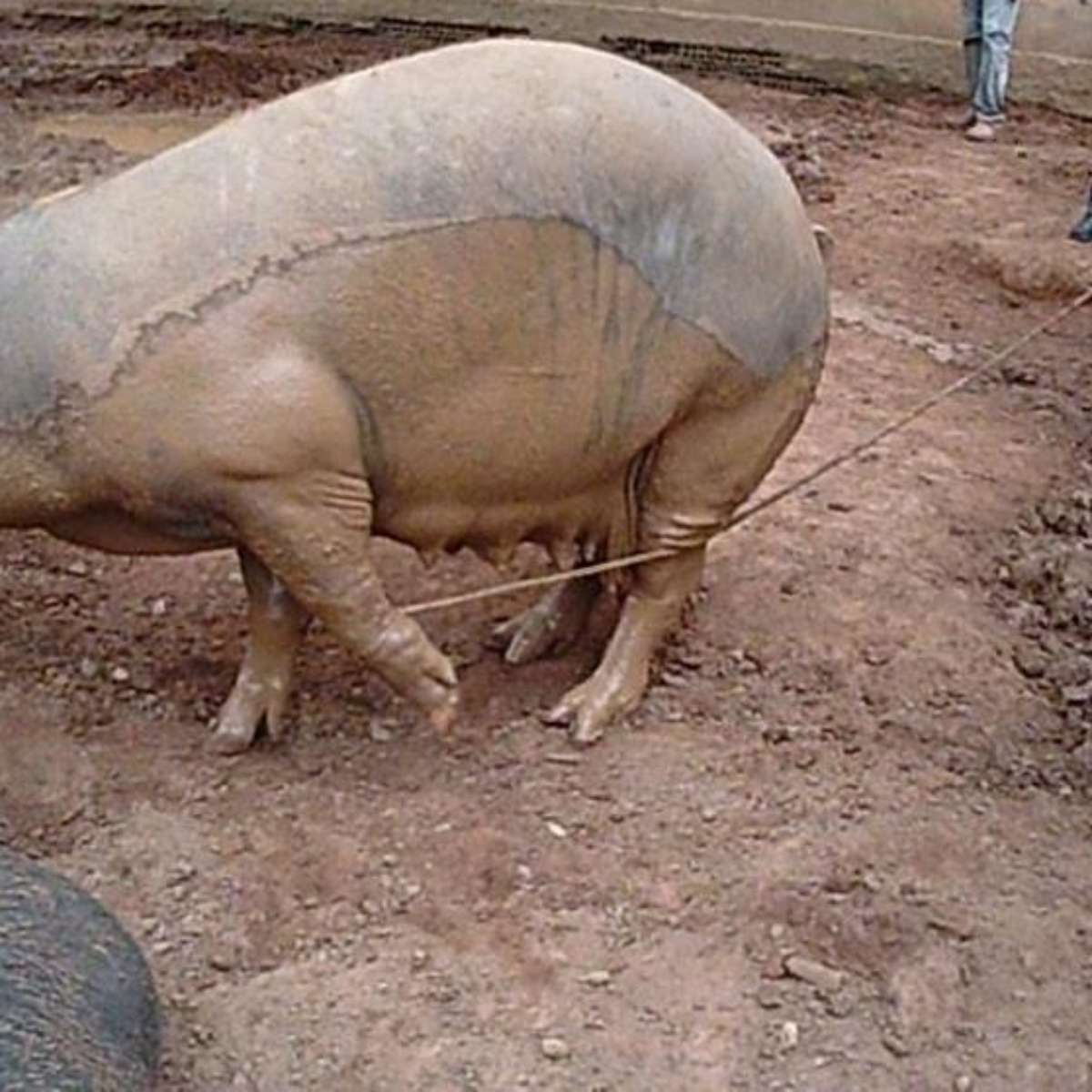 Mulher transando com porcos