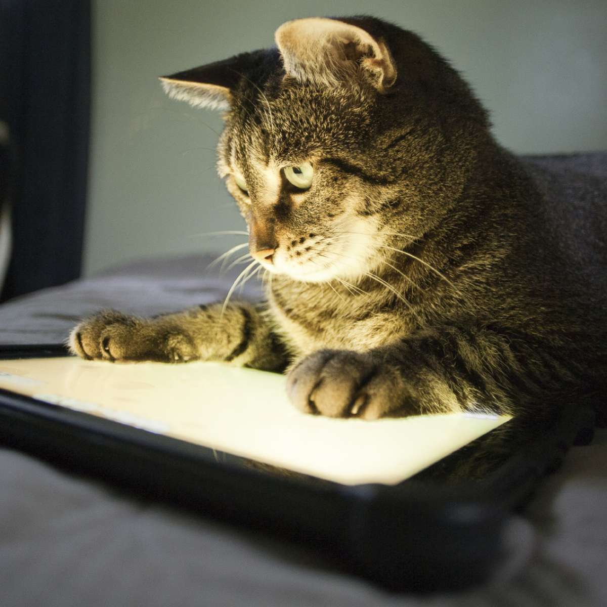 Jogos em tablet para gatos divertem pets e donos