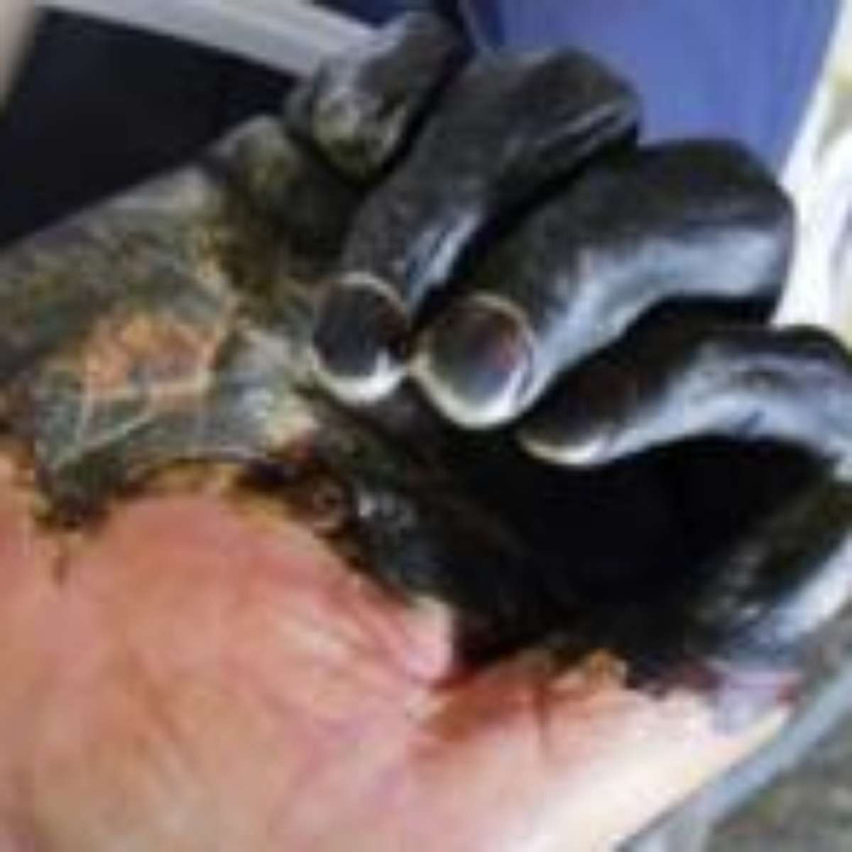 Doenca Da Peste PESTE SUÍNA AFRICANA (PSA) HISTÓRICO, RISCOS E