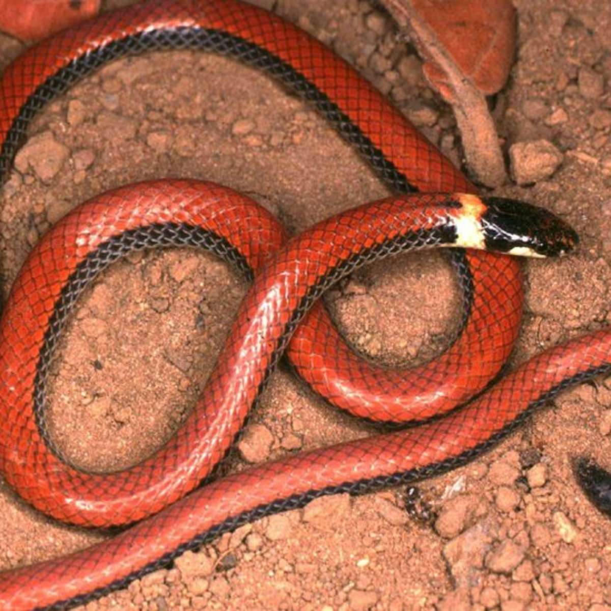 Cobras exóticas como naja e víbora ameaçam espécies nativas do cerrado