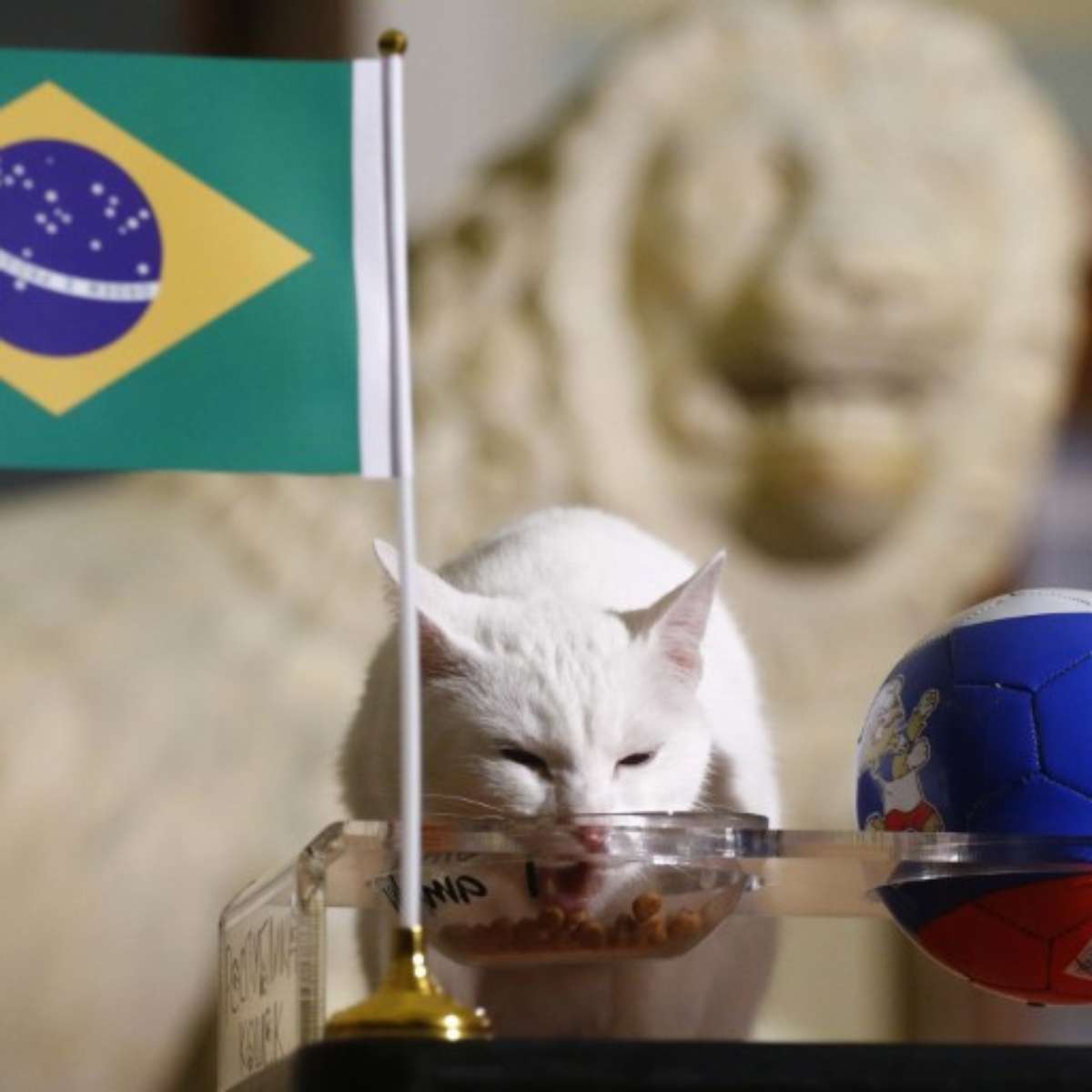 Vidente sobre Bolsonaro: Você é um gatinho. Tinha 7 vidas, 6 já foram