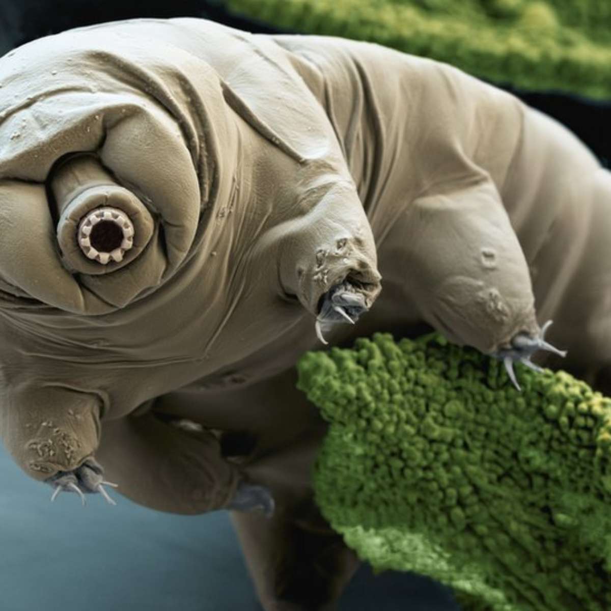 Qual o animal mais fraco do mundo svobodnaya gruzia