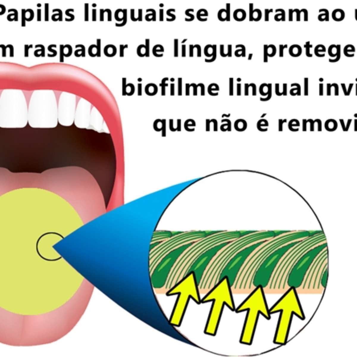 papilas gustativas no lado da língua