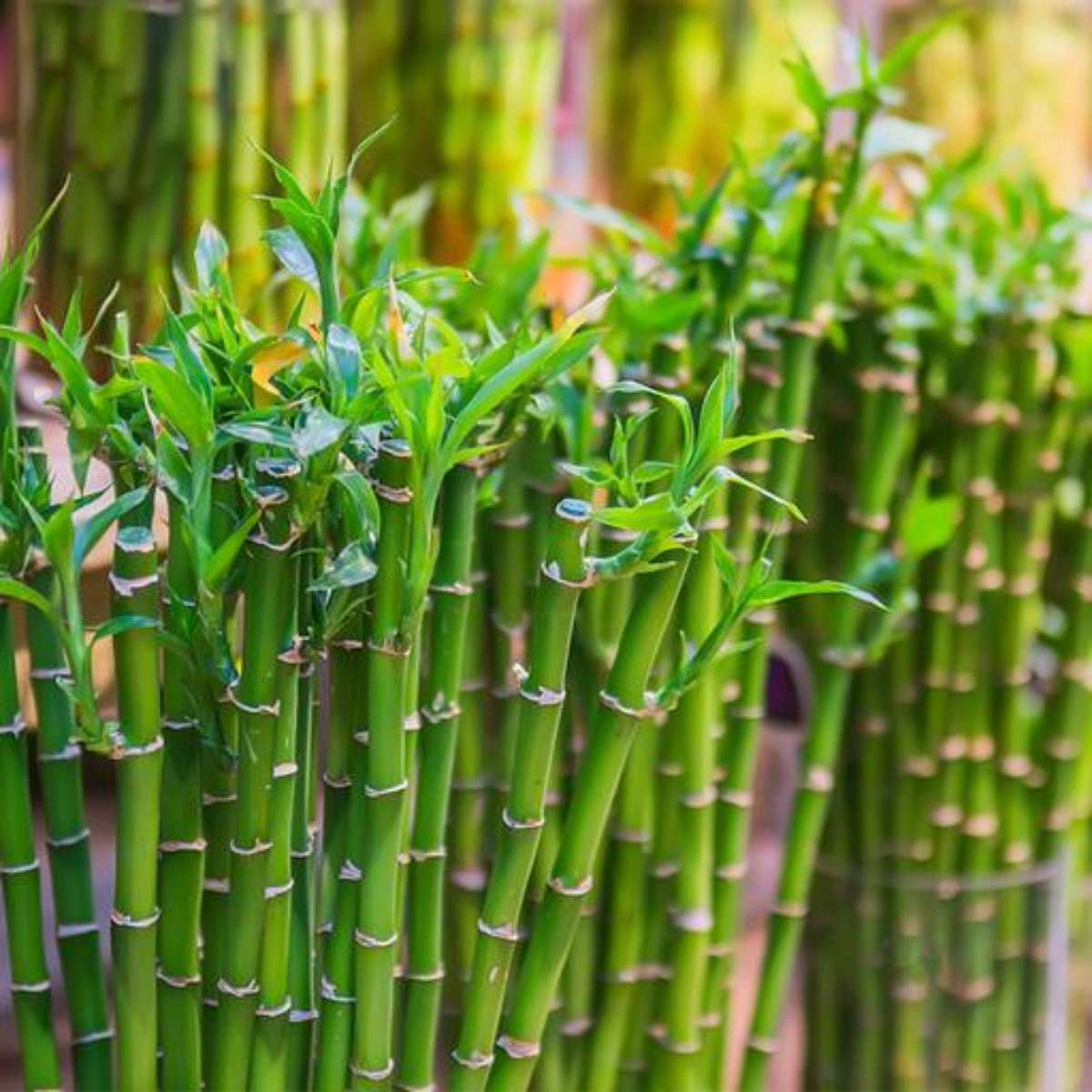 Plantas para ter em casa: bambu-da-sorte, start da felicidade