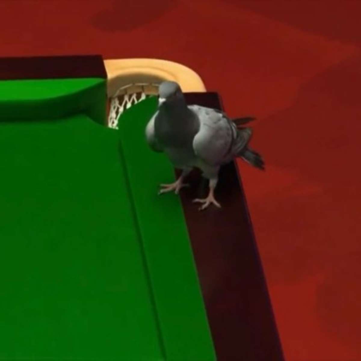 Pombo invade mesa de sinuca durante mundial e diverte torcedores; veja o  vídeo