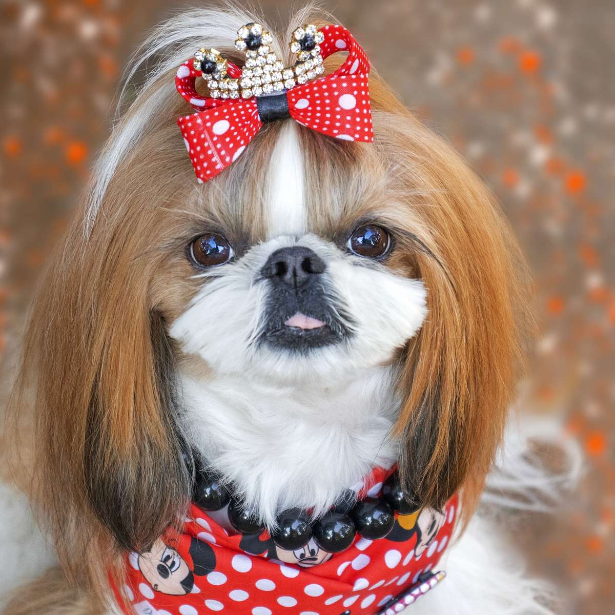 Shih tzu é a segunda raça de cães mais querida pelos brasileiros