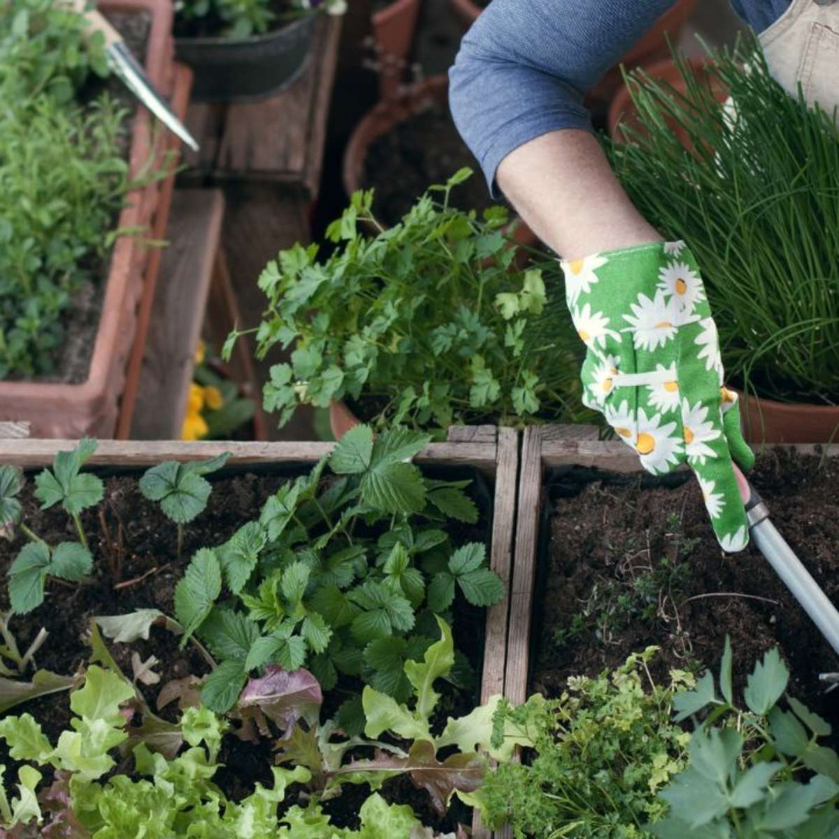 Horta caseira: especialista dá dicas de como cuidar no inverno