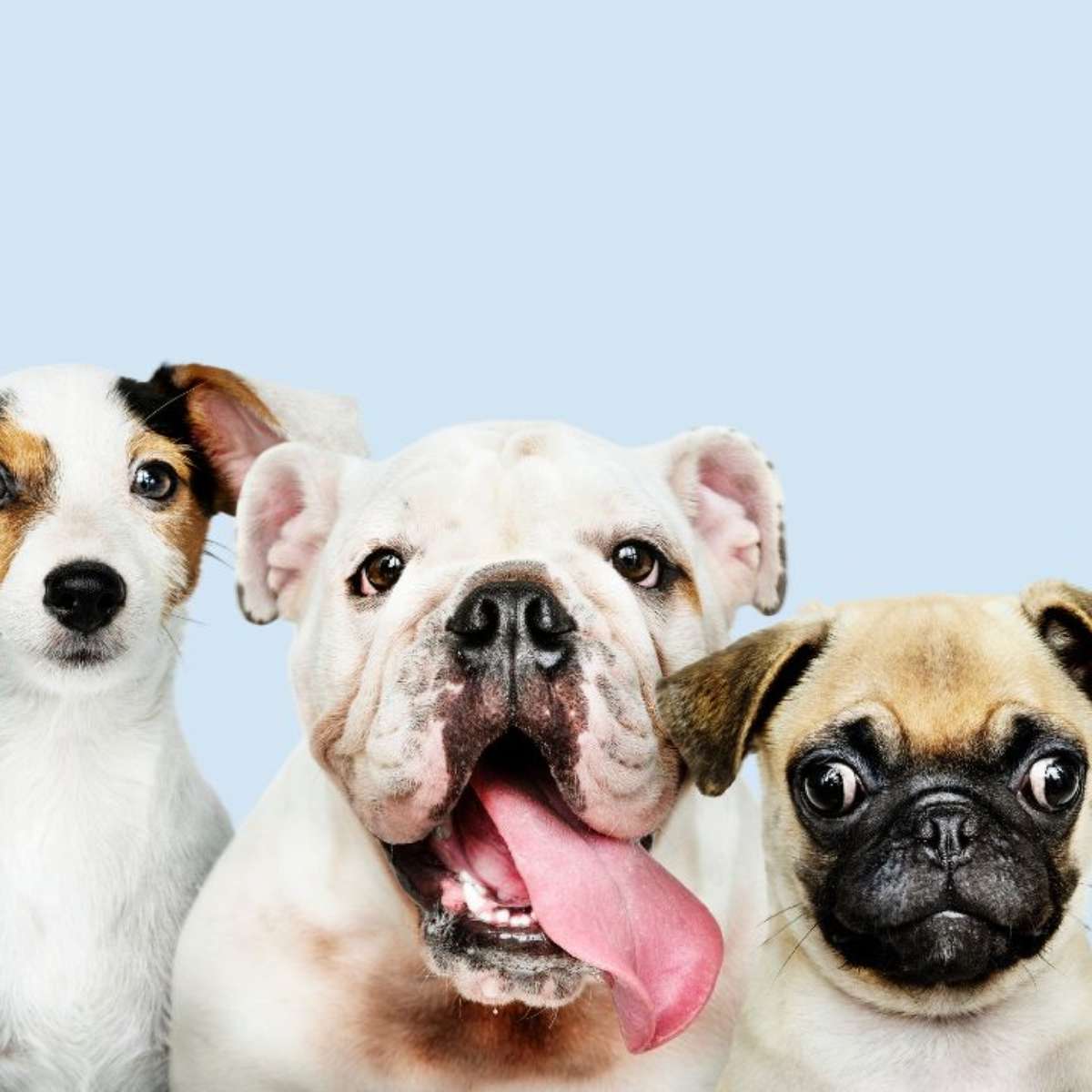 Dia Mundial do Cachorro: 40 nomes masculinos para o seu cão