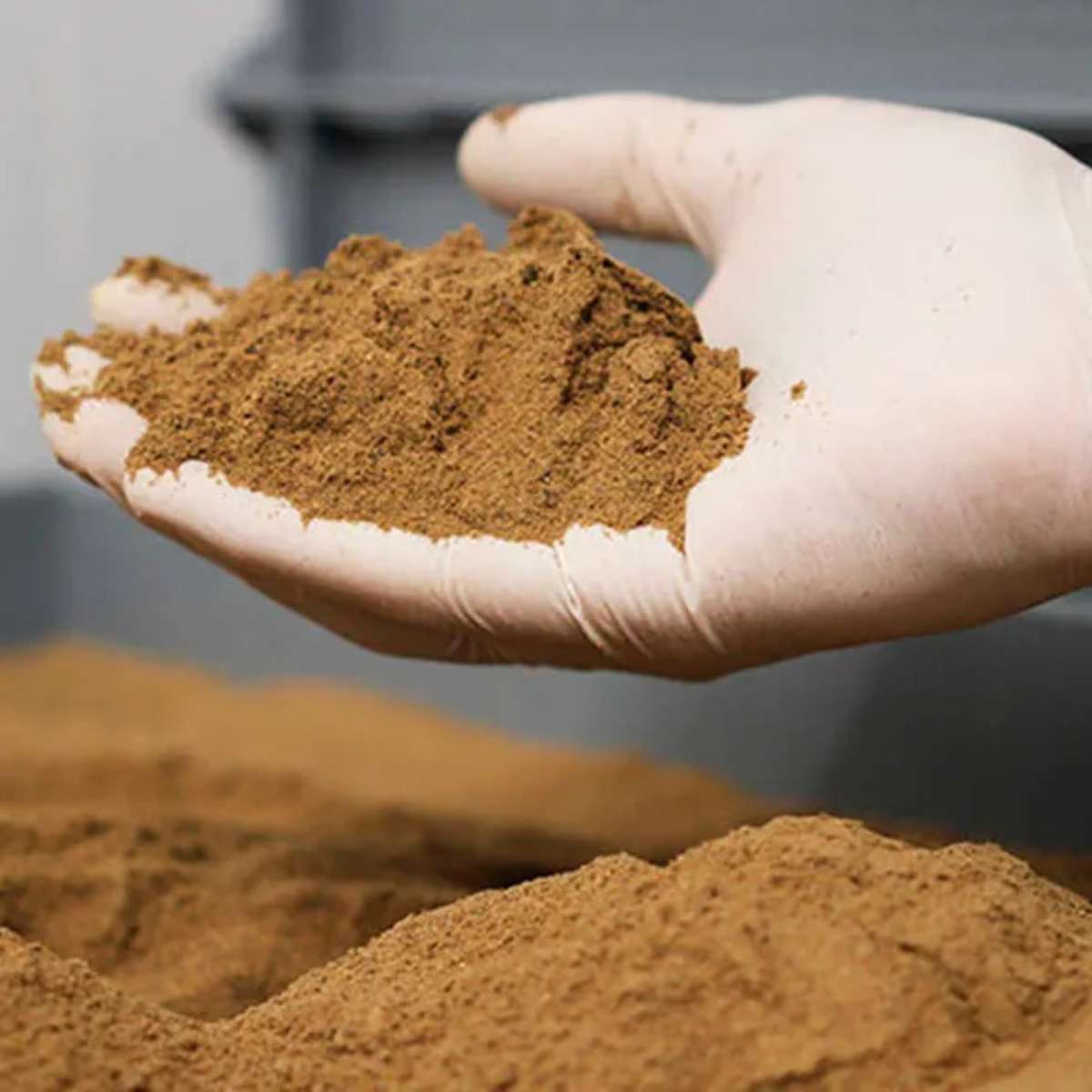 Empresa produz farinha de grilo que vira até salgadinho e biscoito