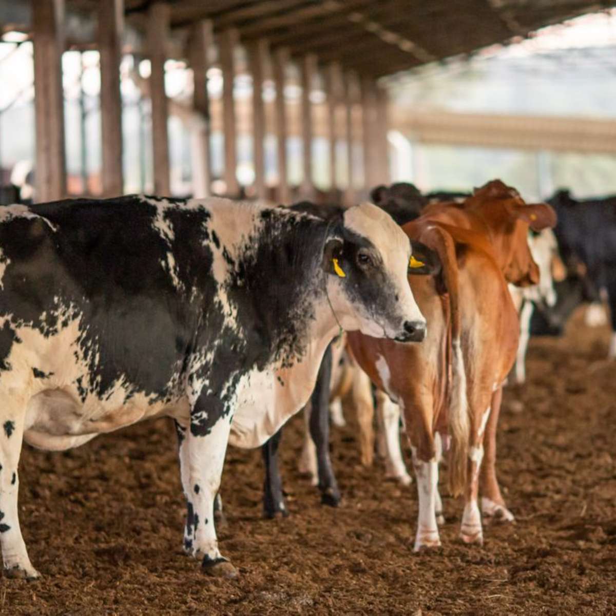 Par&aacute; tem caso da vaca louca; o que &eacute; a doen&ccedil;a e o que causa em humanos?